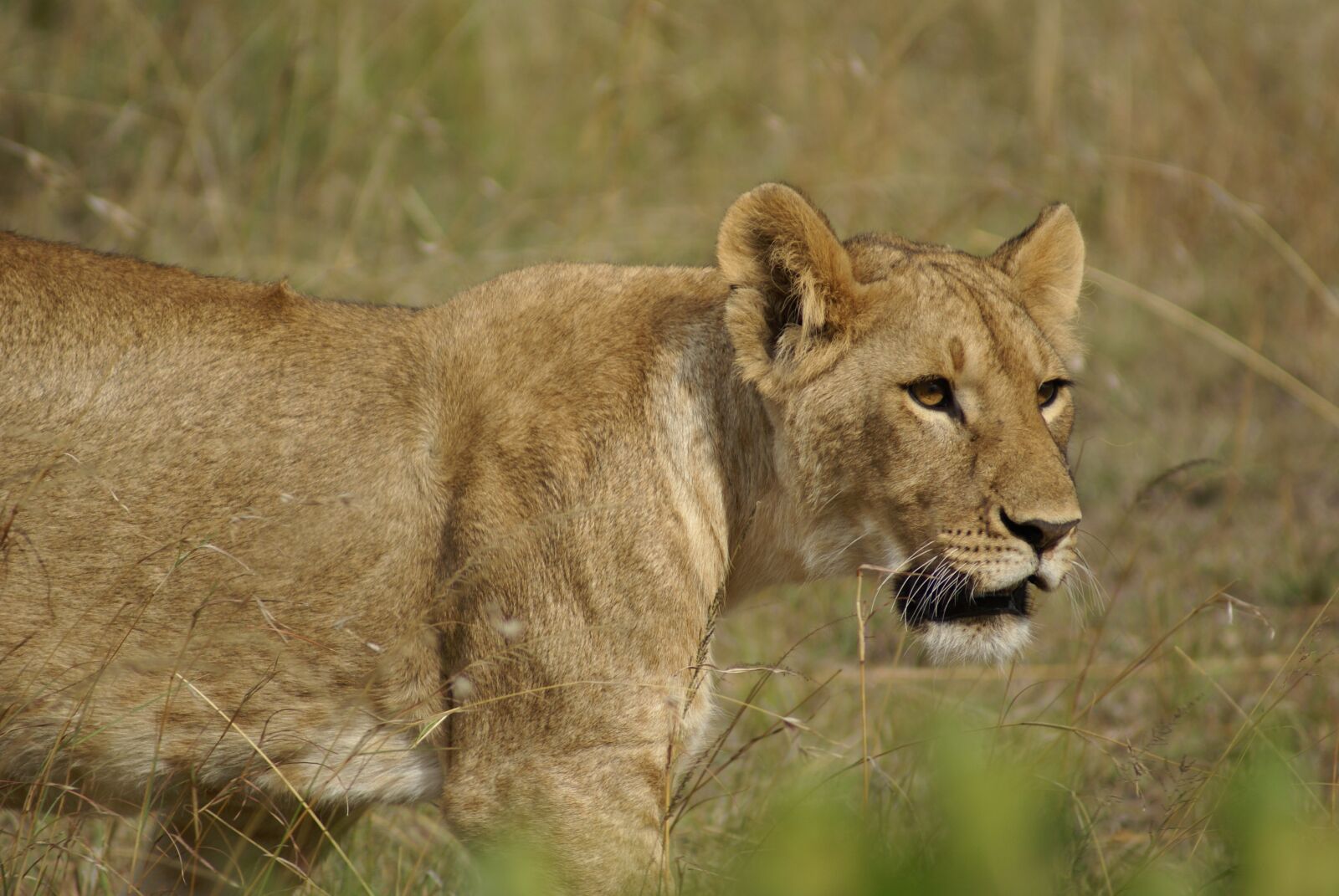 Sony Alpha DSLR-A100 sample photo. Lion, africa, animal photography