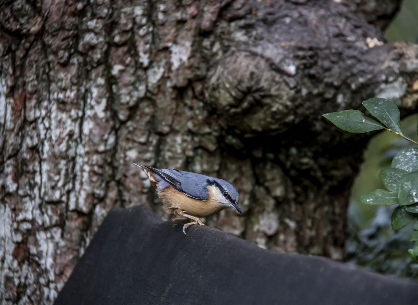 Canon EOS 7D sample photo. Nuthatch, bird, wildlife photography
