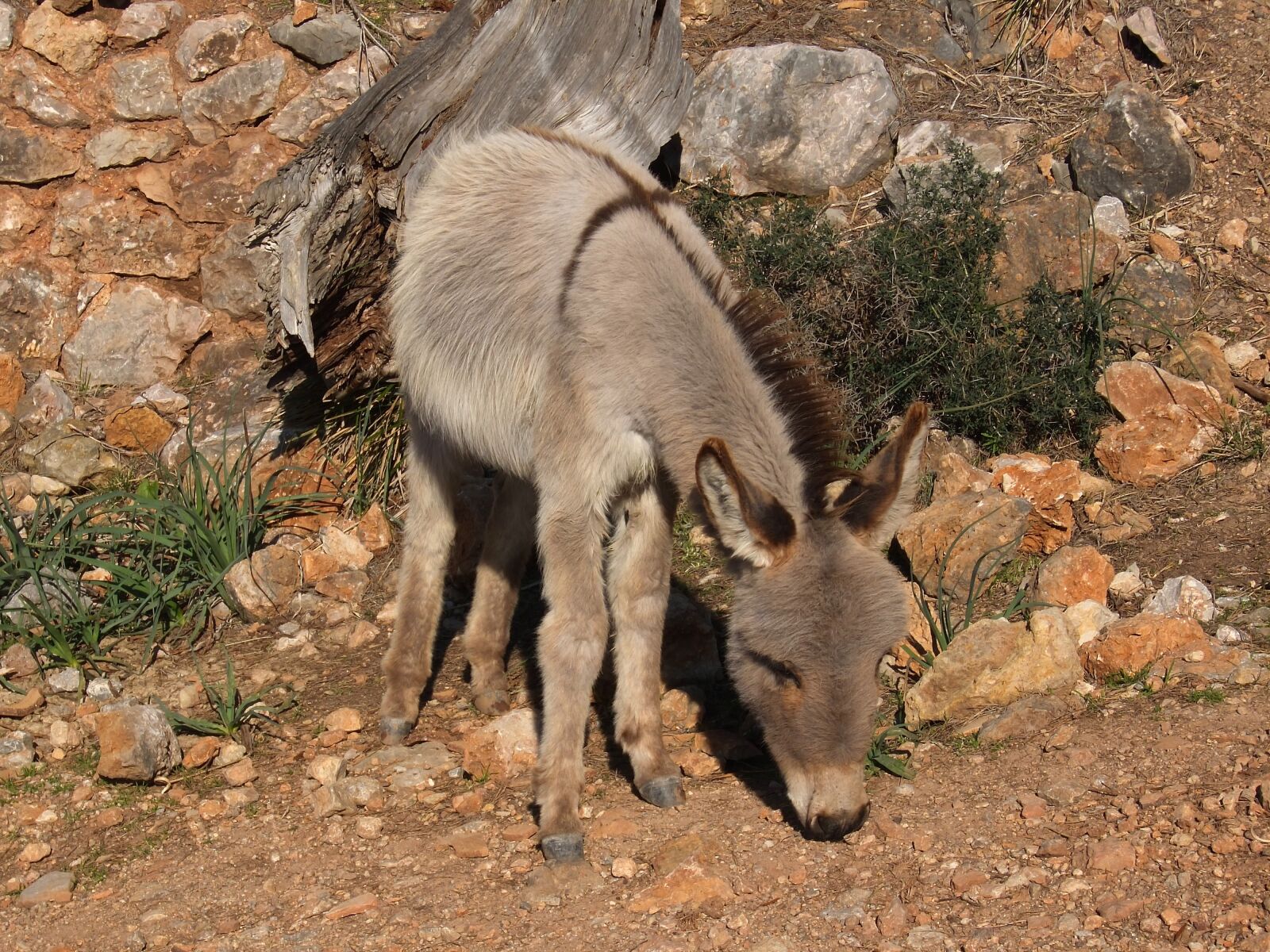 Fujifilm XF1 sample photo. Donkey, mediterranean, mallorca photography