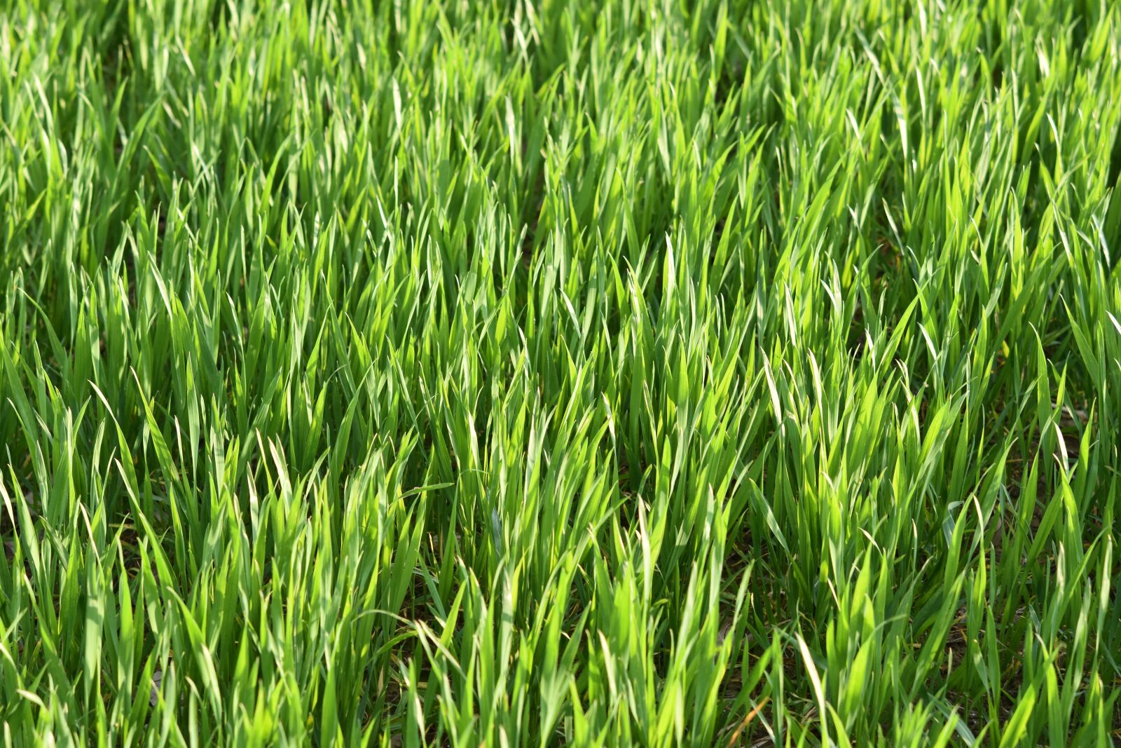 Nikon D5600 sample photo. Wheats, wheat fields, culture photography