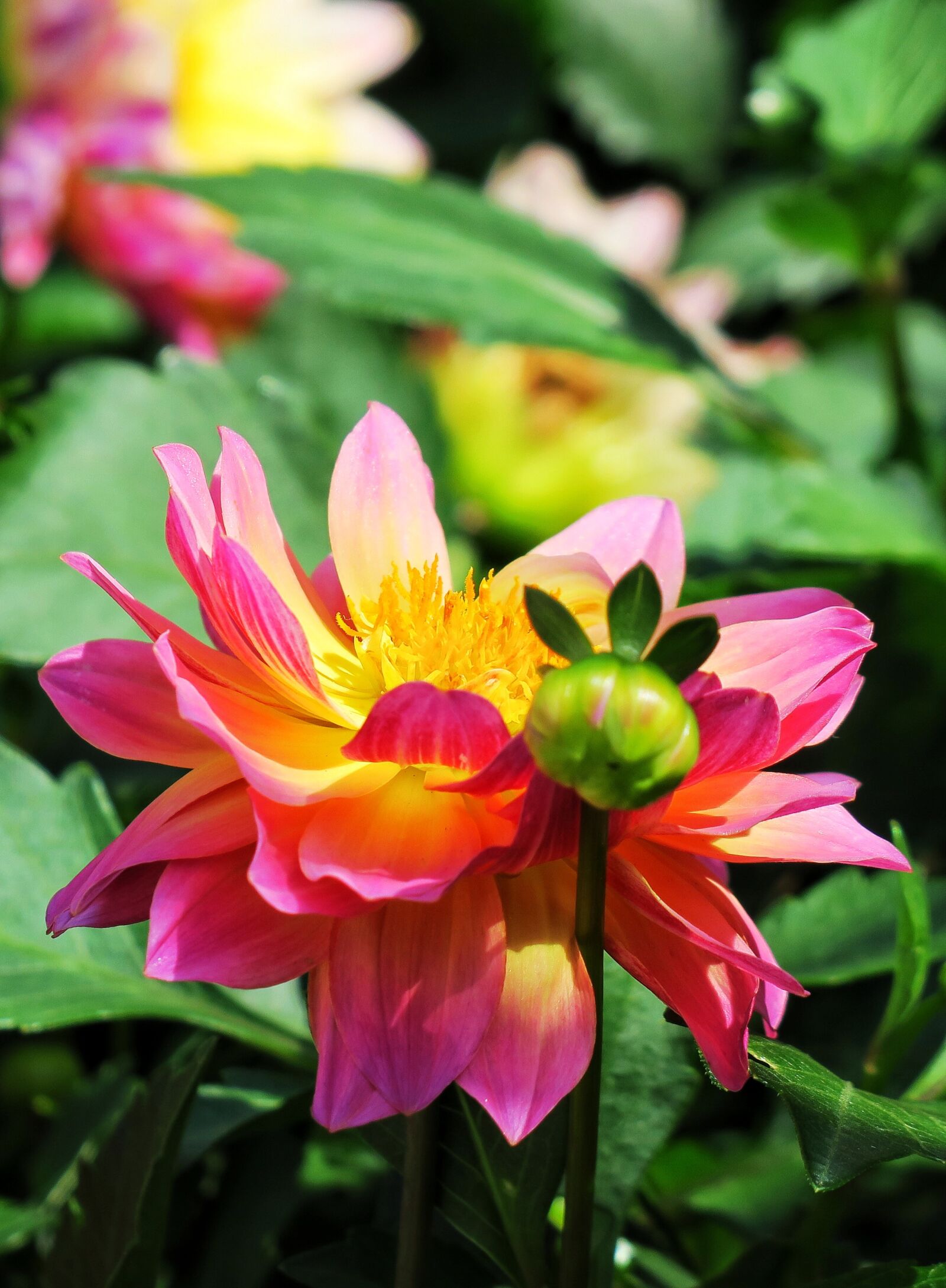 Canon PowerShot G3 X sample photo. Nature, flower, plant photography