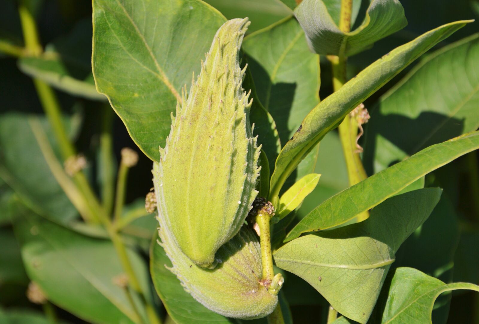 Nikon D3200 sample photo. Silk plant, tubercular silk photography