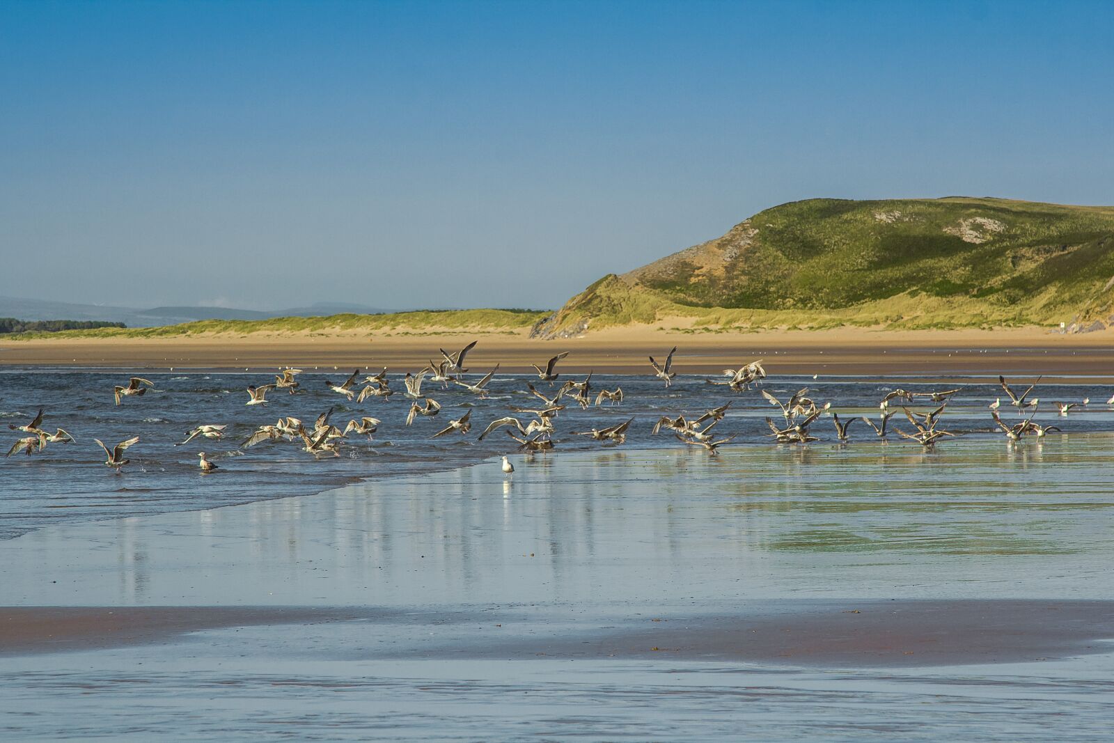 Canon EOS 60D + Canon EF 24-105mm F4L IS USM sample photo. Coast, gulls, low tide photography