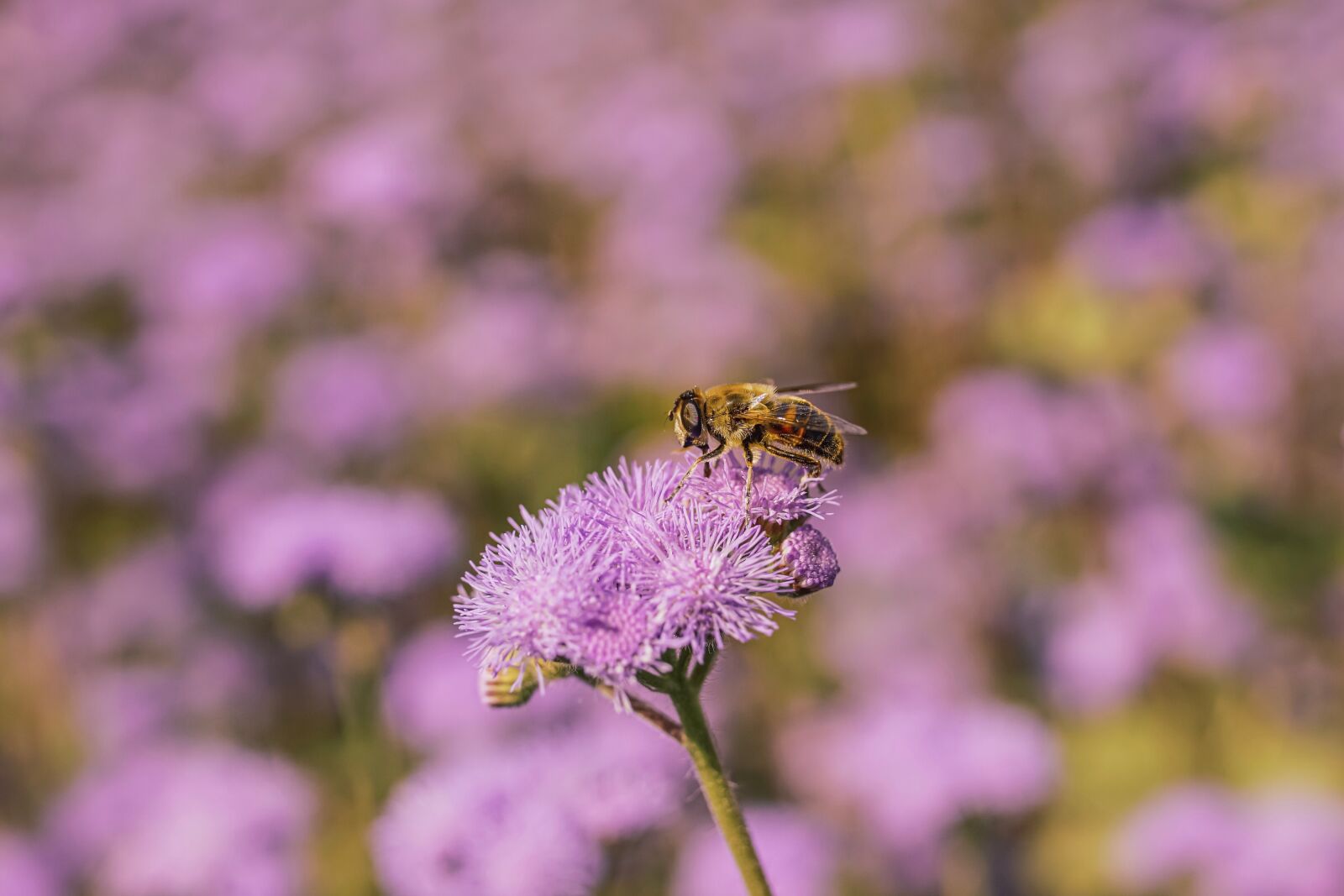 Sony ILCA-77M2 + 35mm F1.4 sample photo. Bee, flower, blossom photography