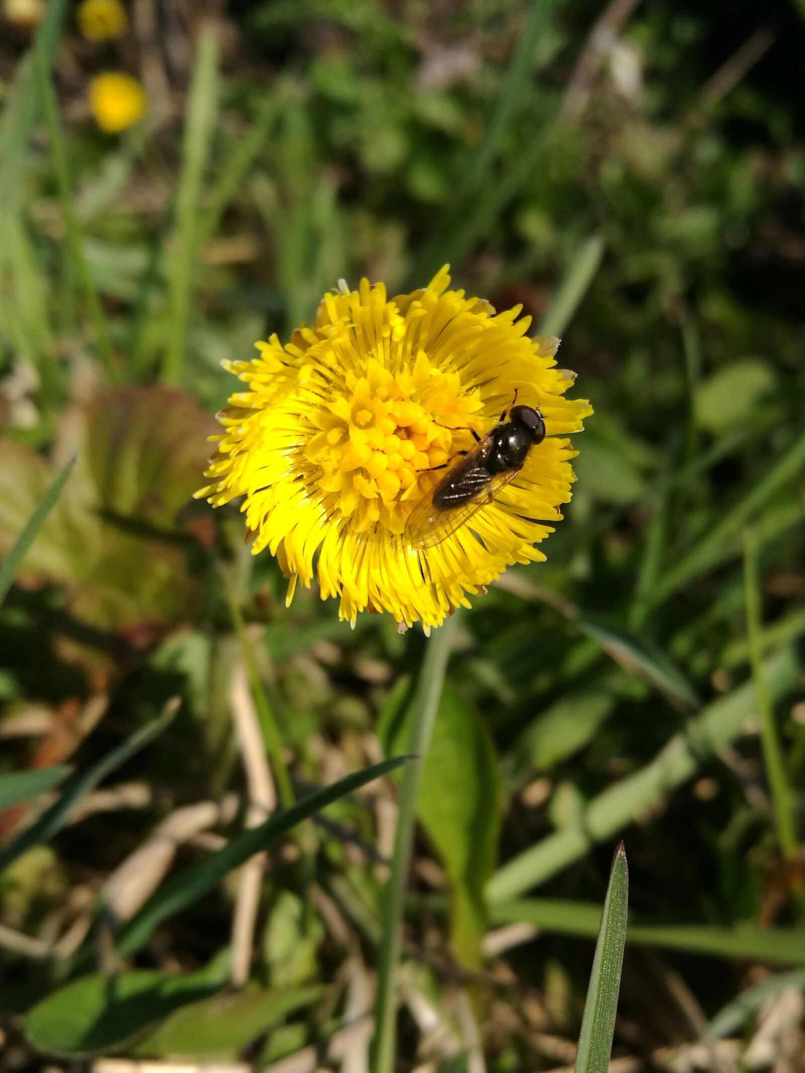 HUAWEI P9 sample photo. Mother and stepmother, spring photography
