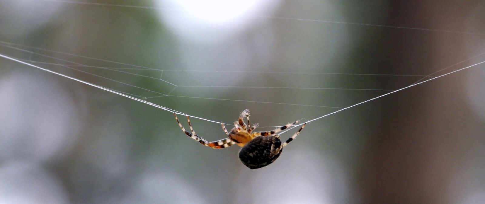 Nikon Coolpix P1000 sample photo. Spider, cobweb, hotel photography