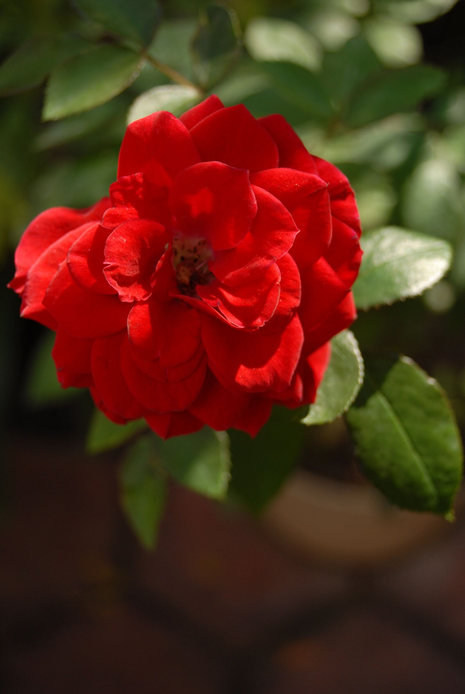 Nikon D200 sample photo. Red rose, small flower photography