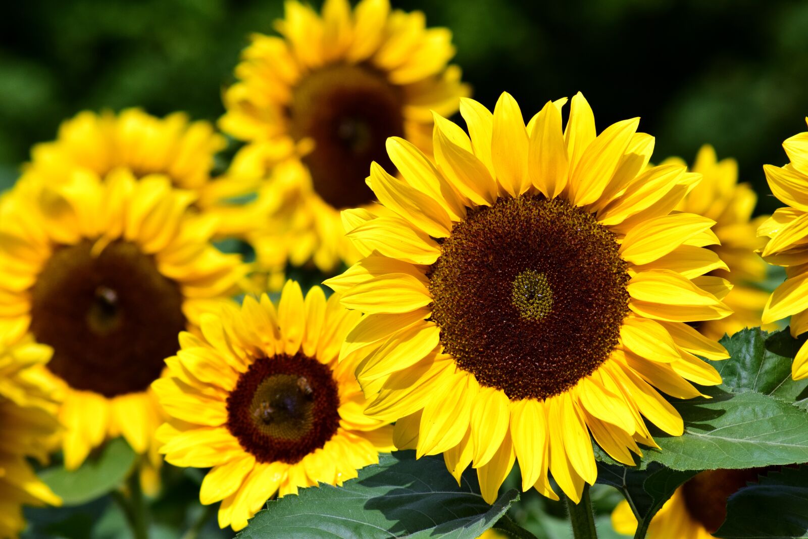 Nikon D3300 sample photo. Sunflower, sunflower field, yellow photography