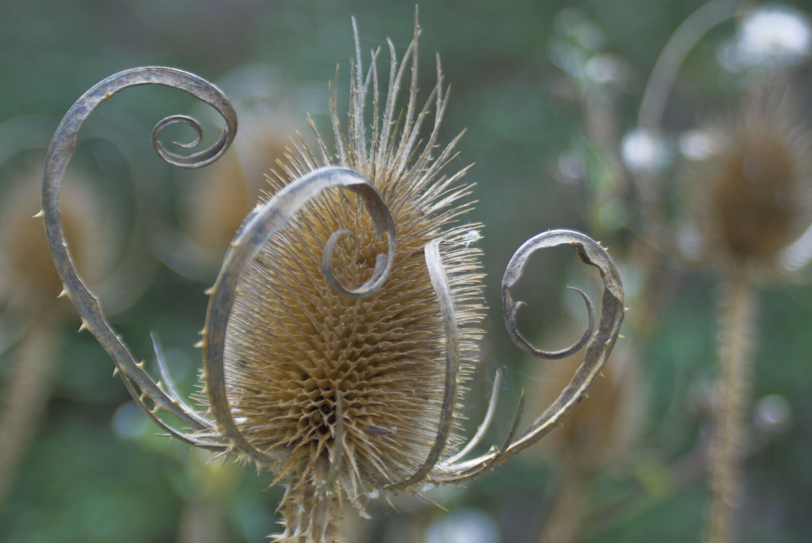 Nikon D80 sample photo. Thistle, plant, flower photography