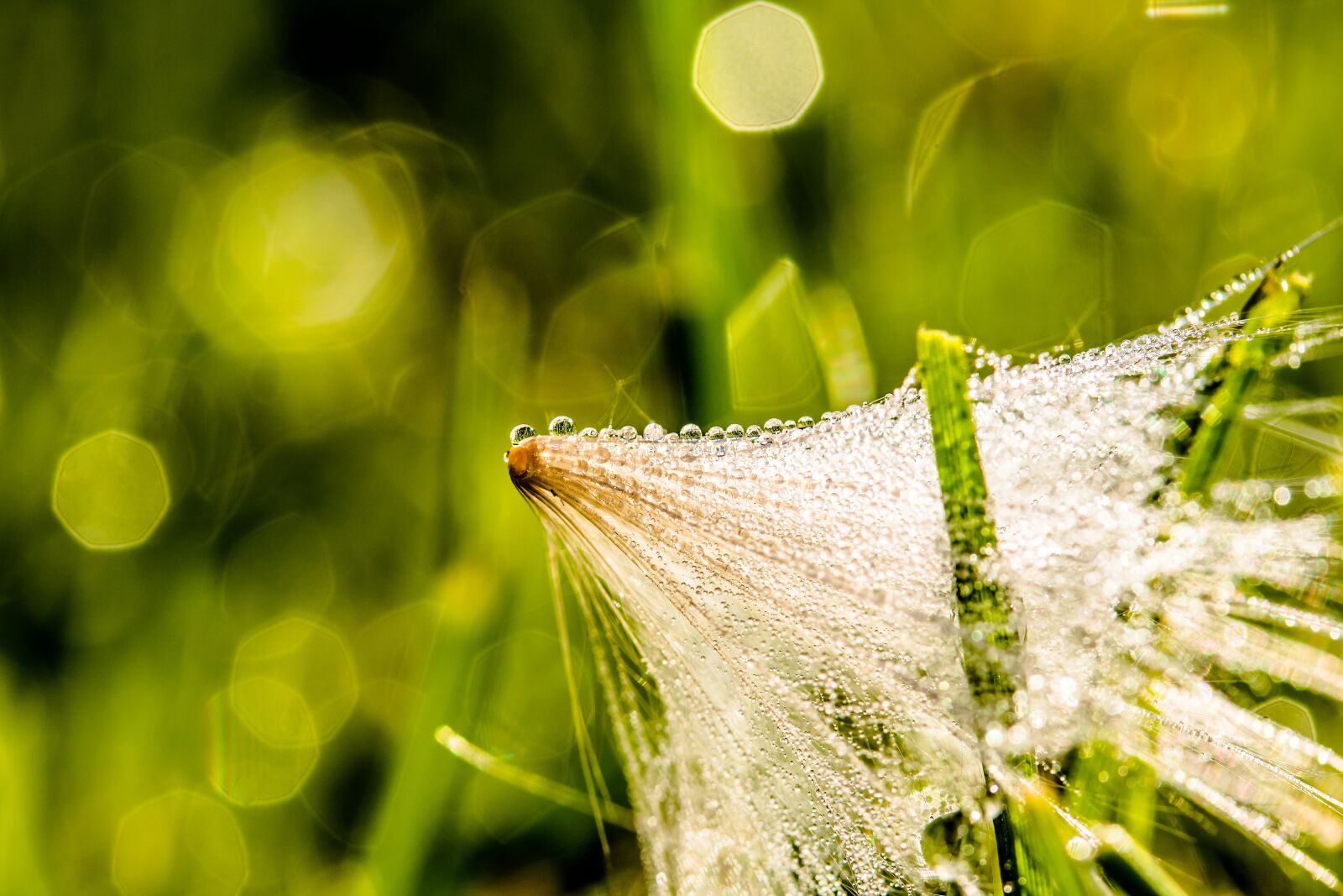 Canon EF-S 60mm F2.8 Macro USM sample photo. Dewdrop, morgentau, thistle seed photography