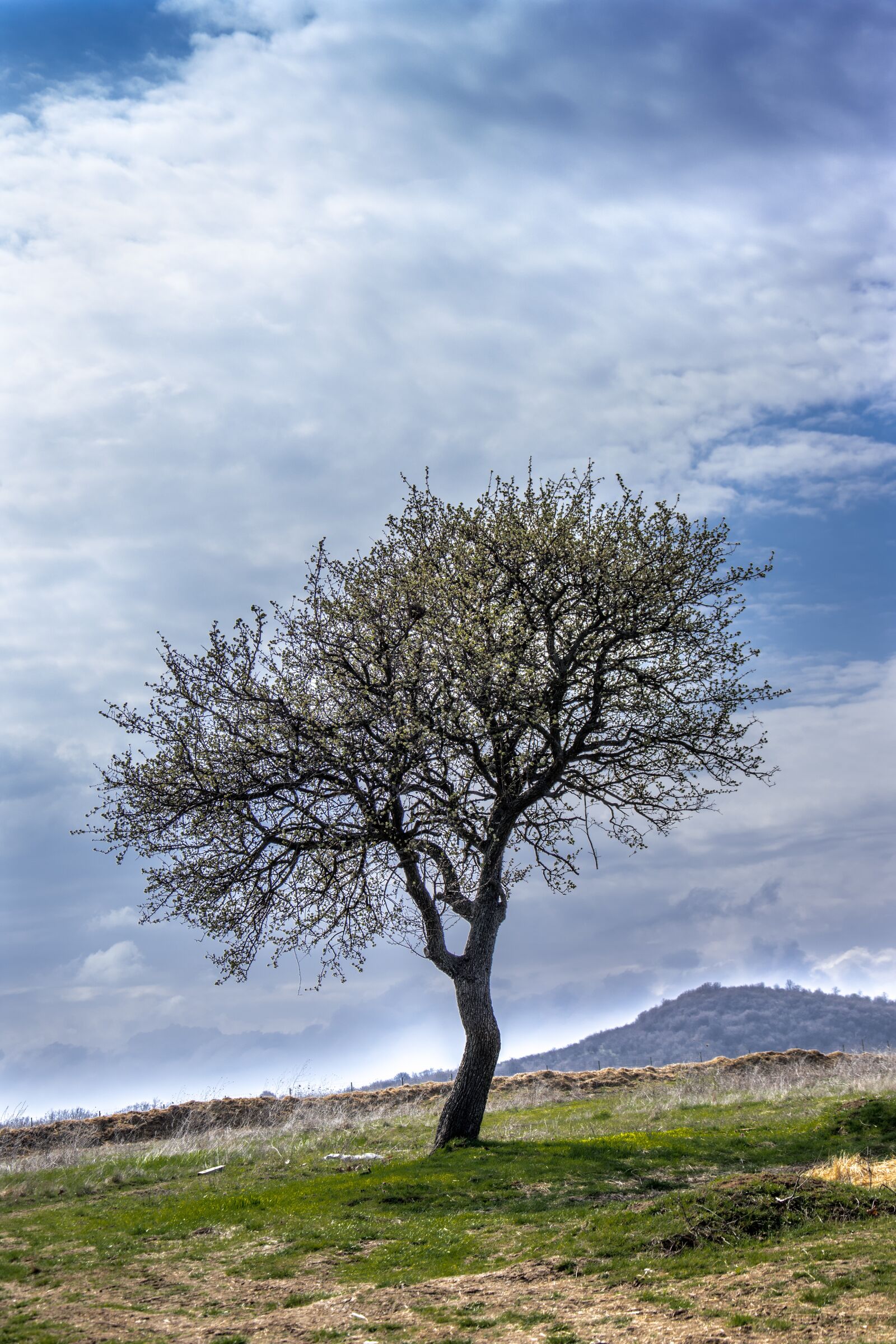 Nikon D7200 sample photo. Tree, nature, park photography