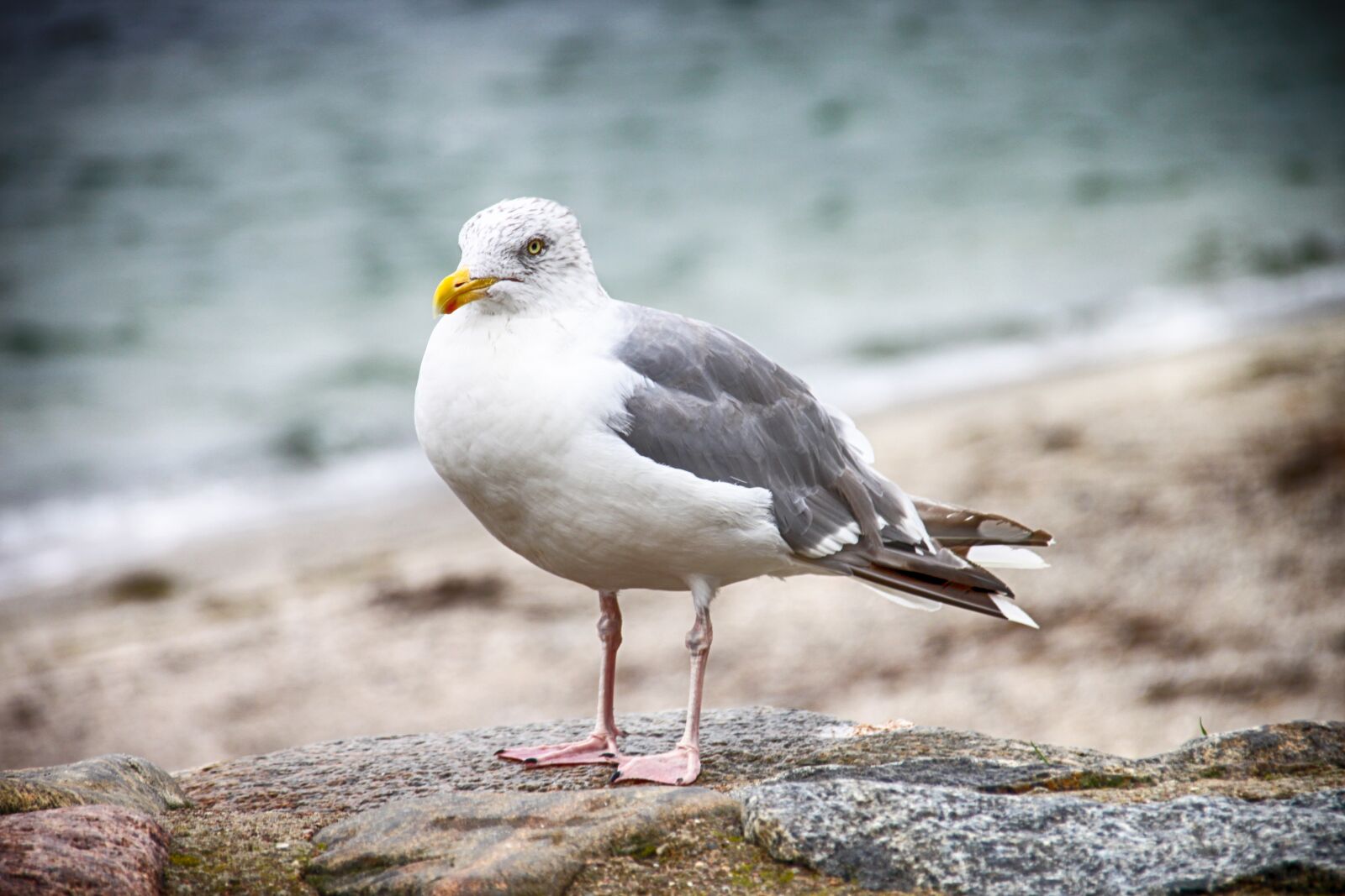 Canon EOS 500D (EOS Rebel T1i / EOS Kiss X3) sample photo. Seagull, baltic sea, coast photography