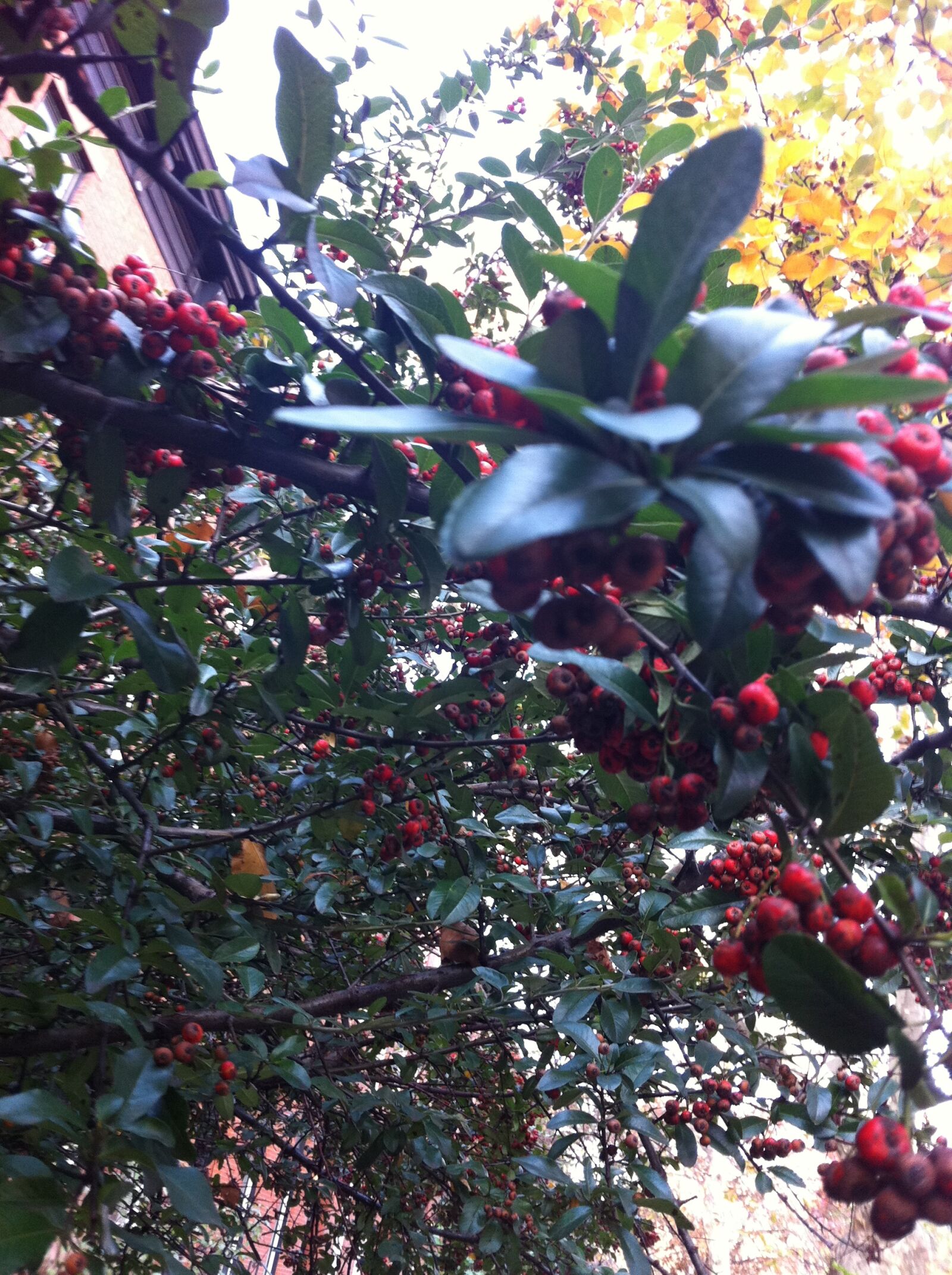 Apple iPhone 4 sample photo
