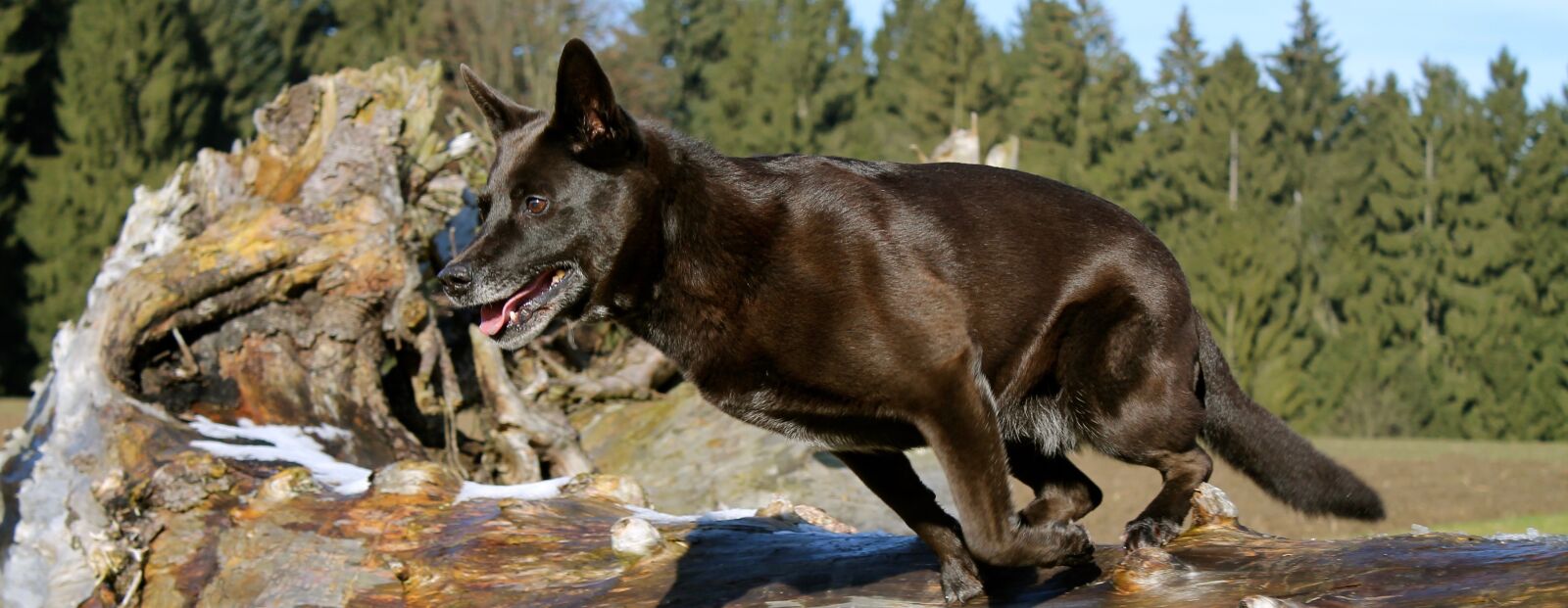 Canon EOS 1100D (EOS Rebel T3 / EOS Kiss X50) sample photo. Dog, jumped, jump photography