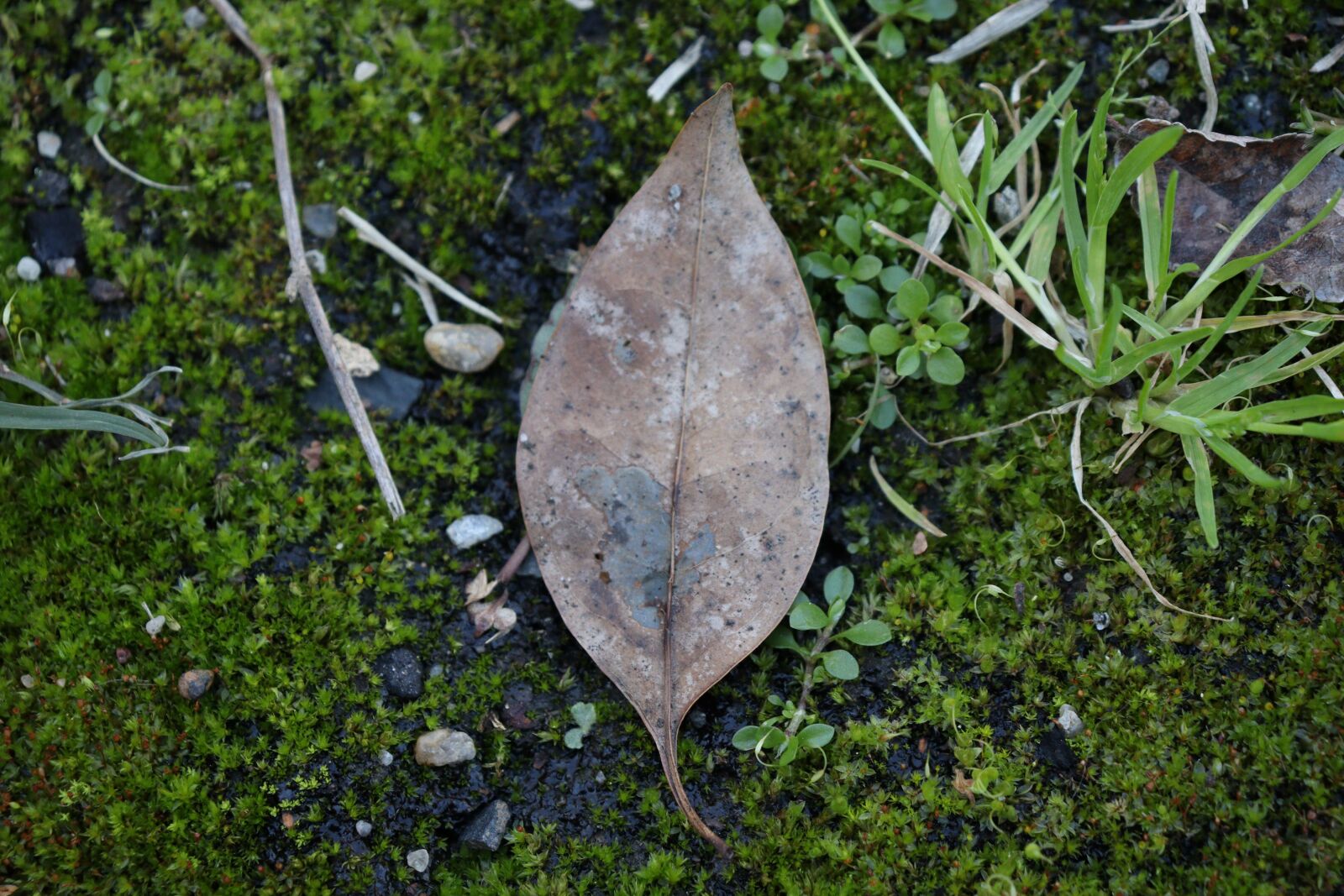 Canon EOS 250D (EOS Rebel SL3 / EOS Kiss X10 / EOS 200D II) sample photo. Leaf, grass, green photography