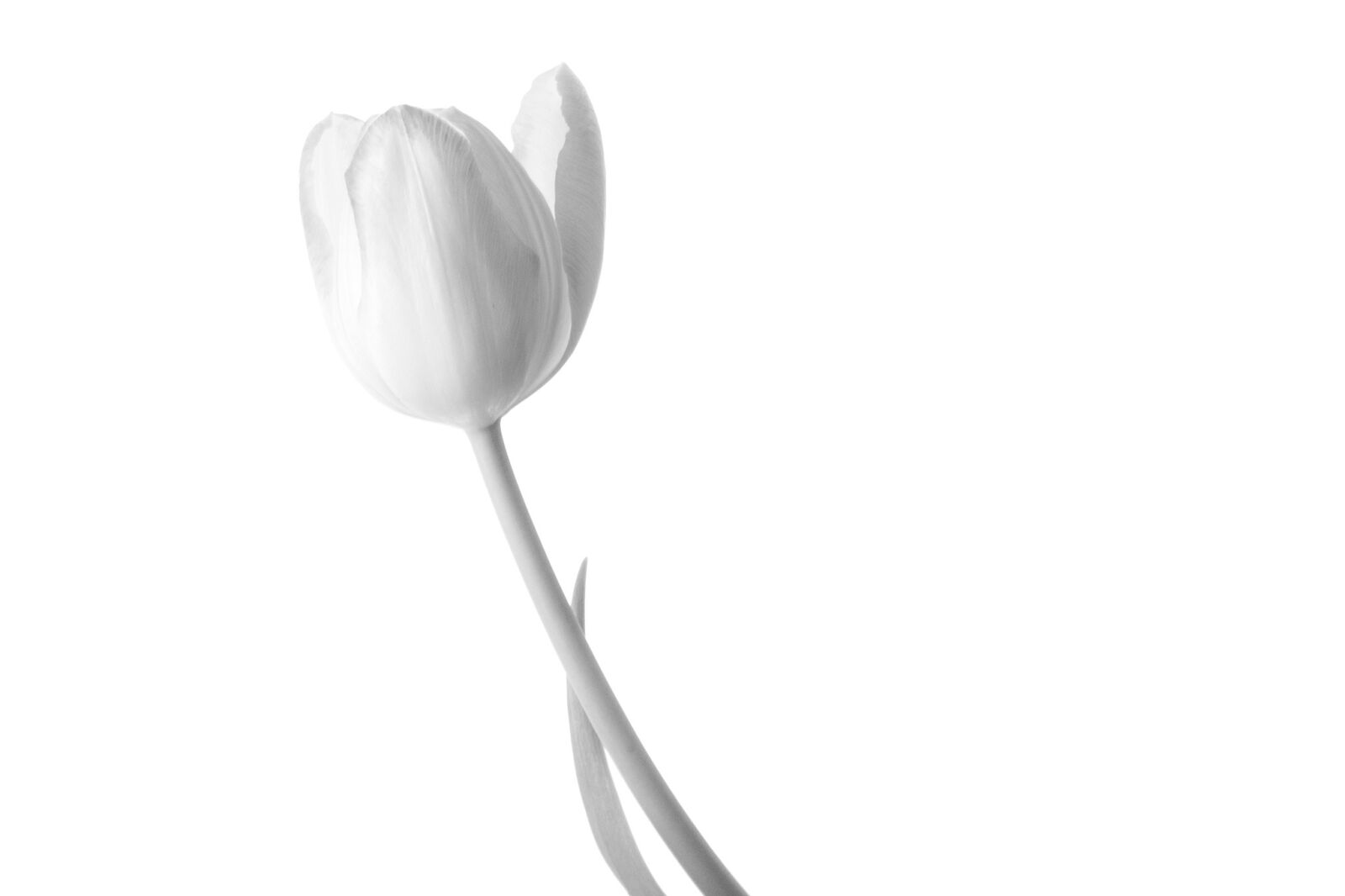 Sony a7R sample photo. Tulip, flower, flowers photography