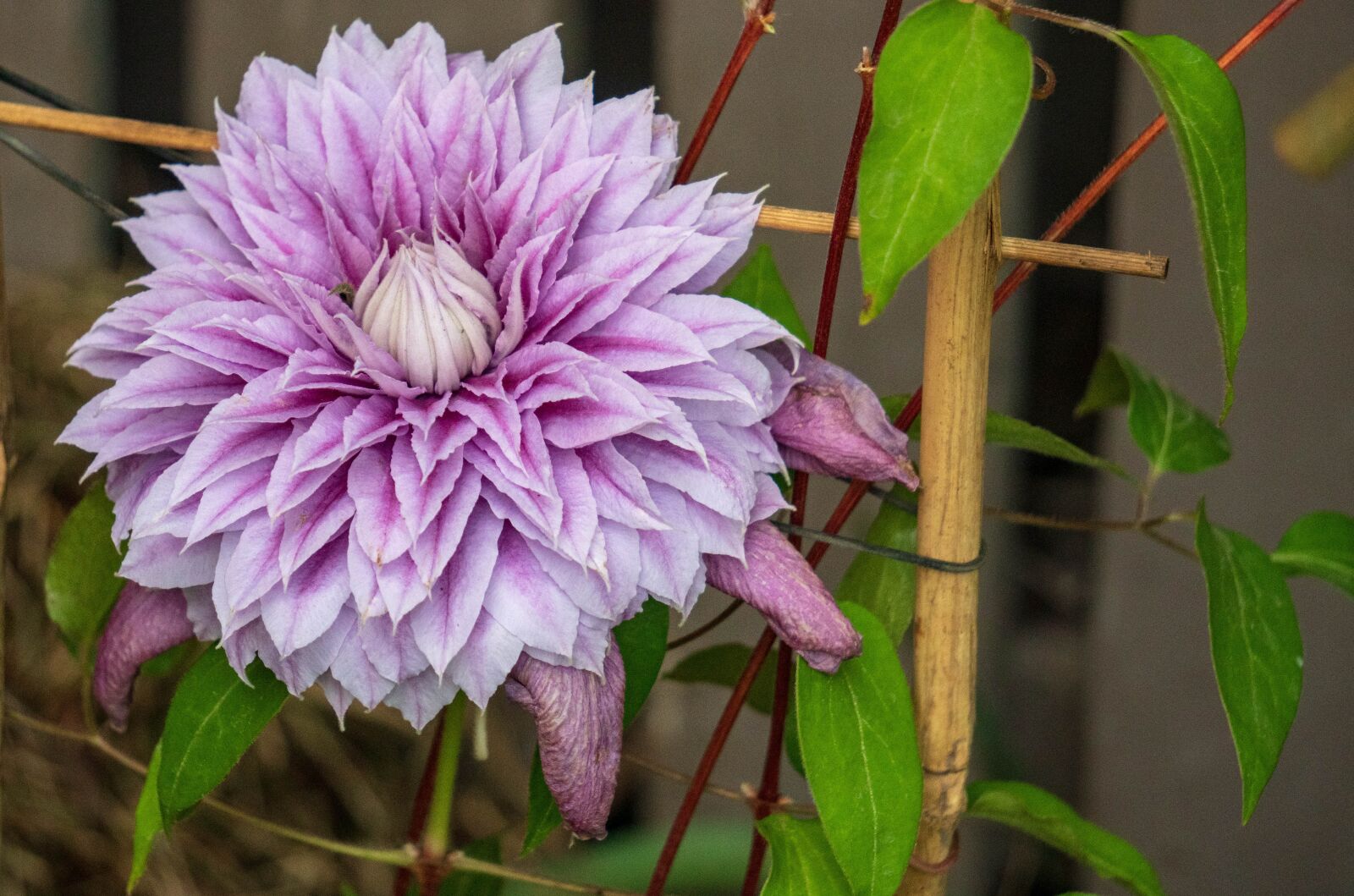 Sony a6300 + Sony E 55-210mm F4.5-6.3 OSS sample photo. Purple, flower, clematis photography