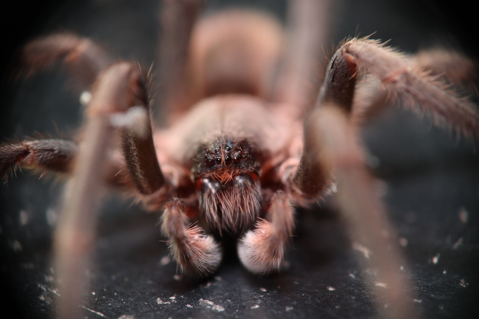 Canon EOS M50 (EOS Kiss M) sample photo. Arachnids, spider, garden photography