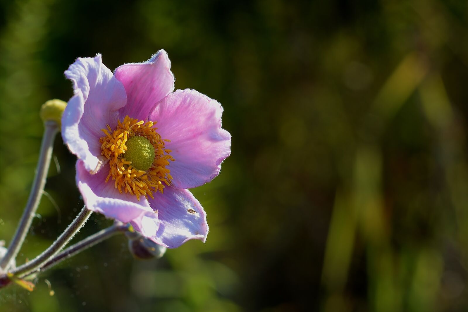 Nikon D5200 sample photo. Fall anemone, garden, nature photography