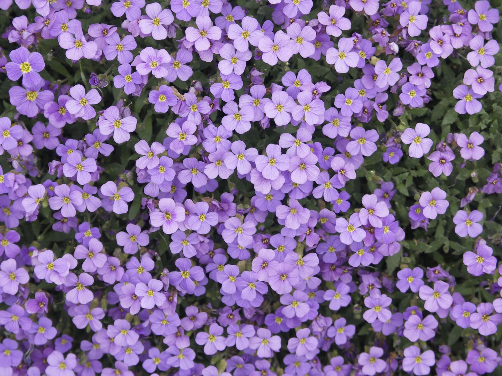 KONICA MINOLTA DiMAGE A200 sample photo. Flowers, purple, purple nature photography