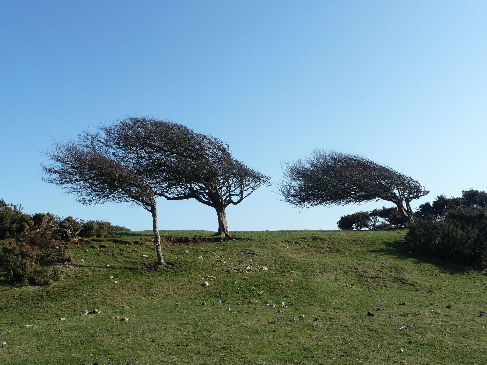 Panasonic Lumix DMC-TZ4 sample photo. Wind, trees, grass photography