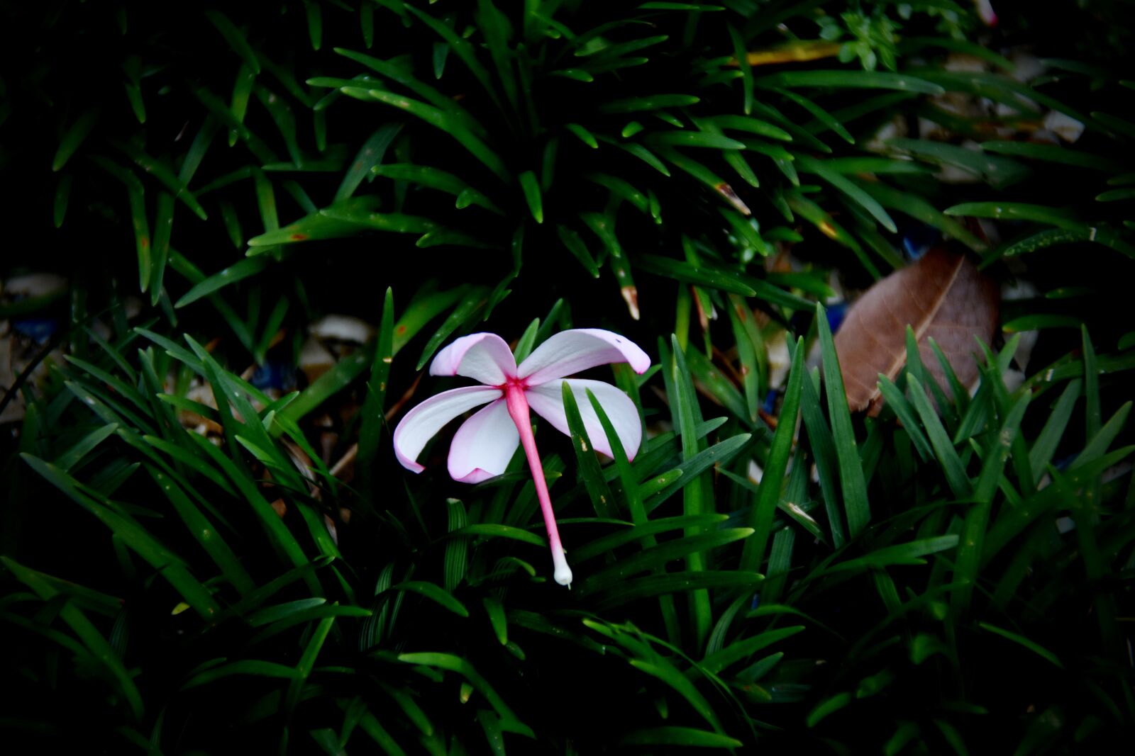 Nikon D7200 sample photo. Flower, fragrant, bloom photography