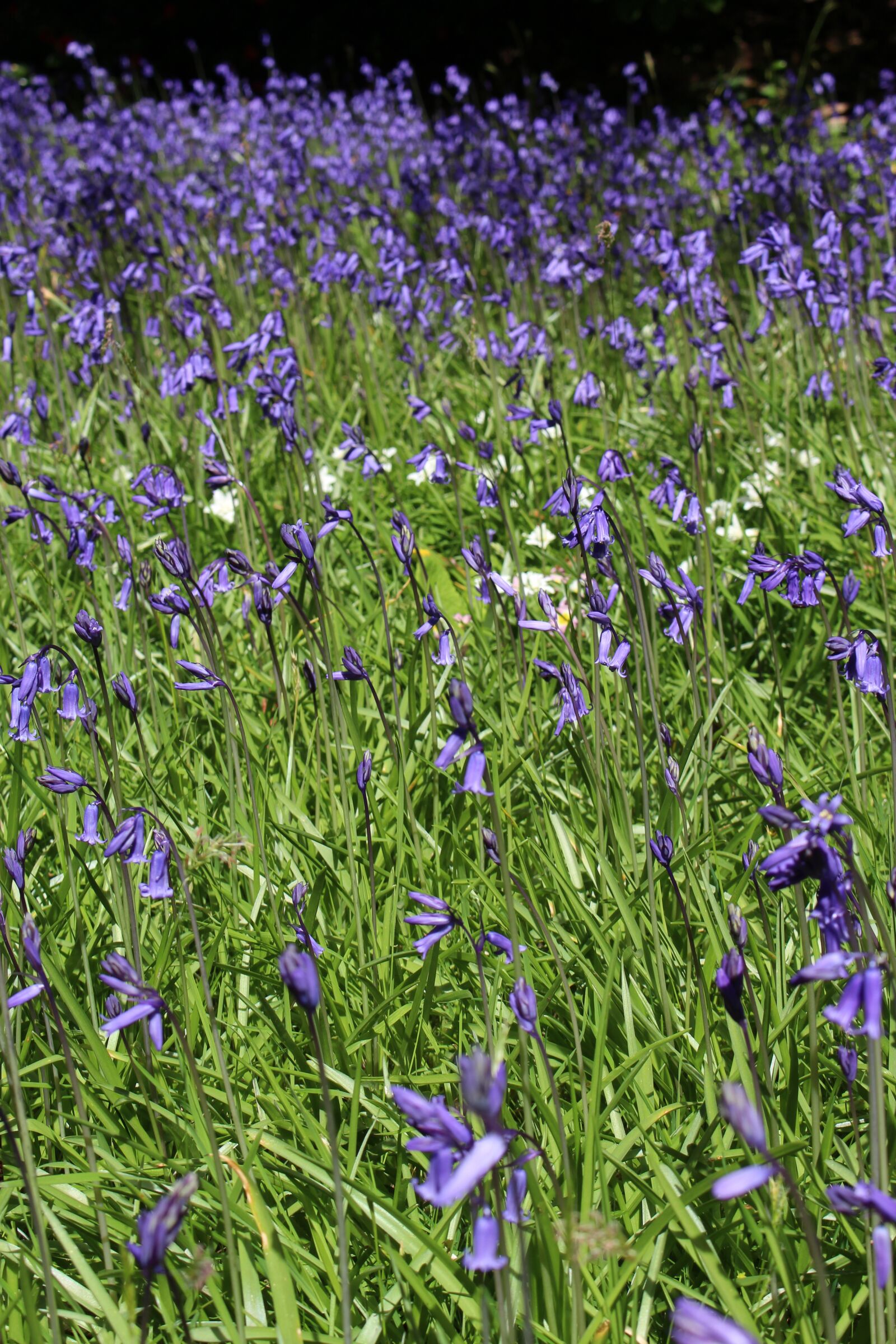 Canon EOS 700D (EOS Rebel T5i / EOS Kiss X7i) sample photo. Bluebells, field, meadow photography