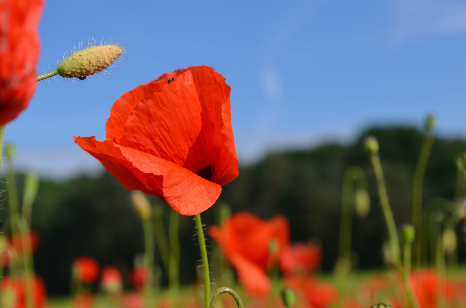 Nikon D5100 sample photo. Poppy, flowers, nature photography