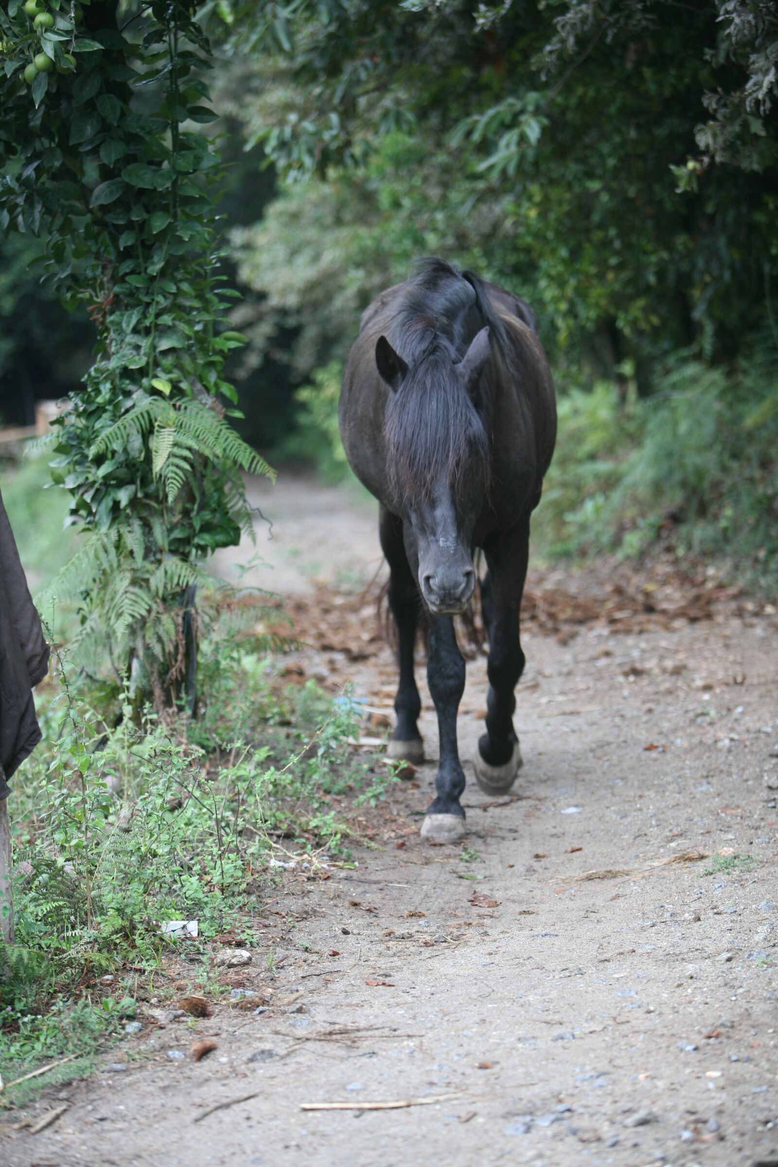 Canon EOS 5D sample photo. Horse, black horse, animal photography