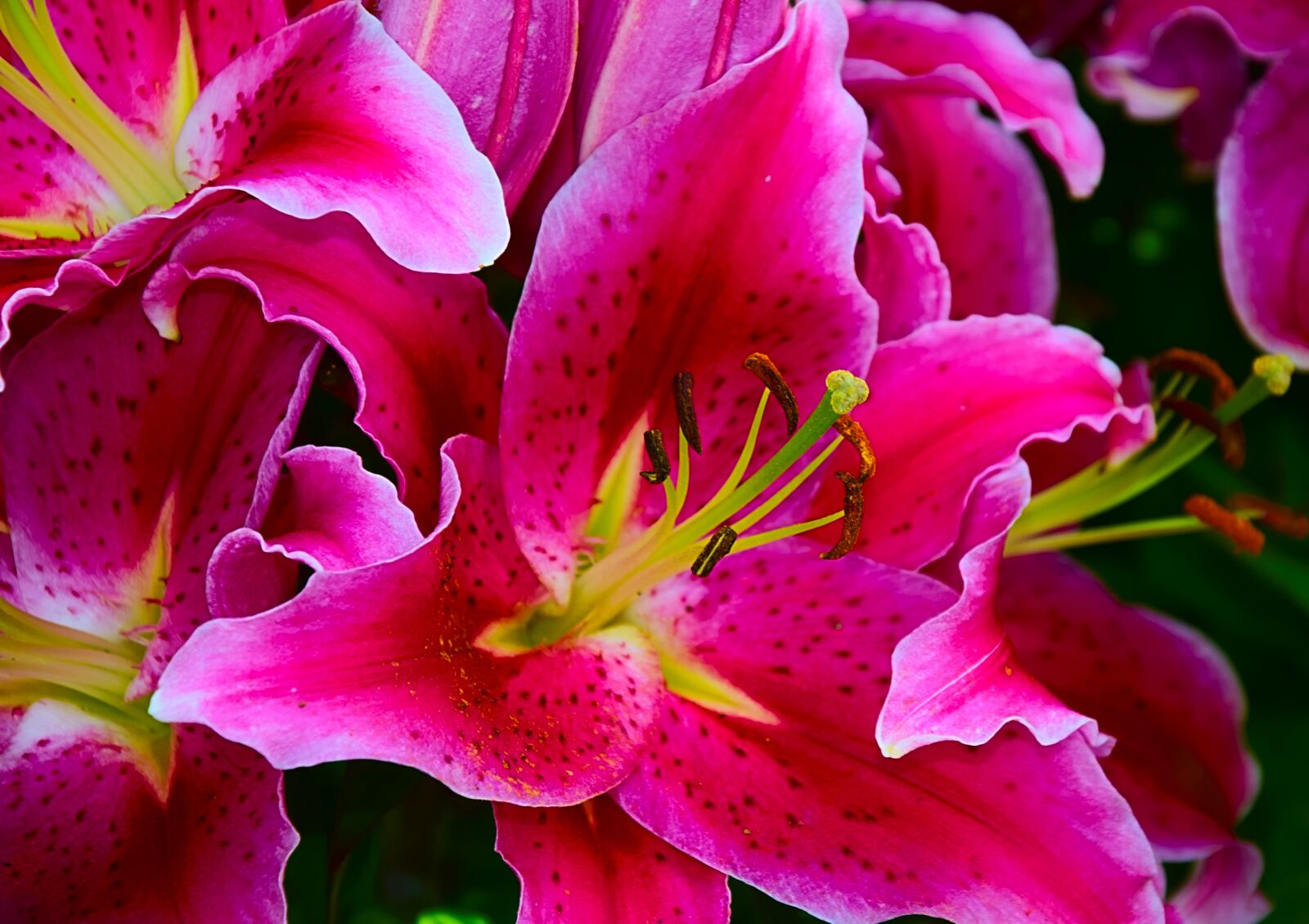 Nikon D3300 sample photo. Lily, daylily, pistil photography