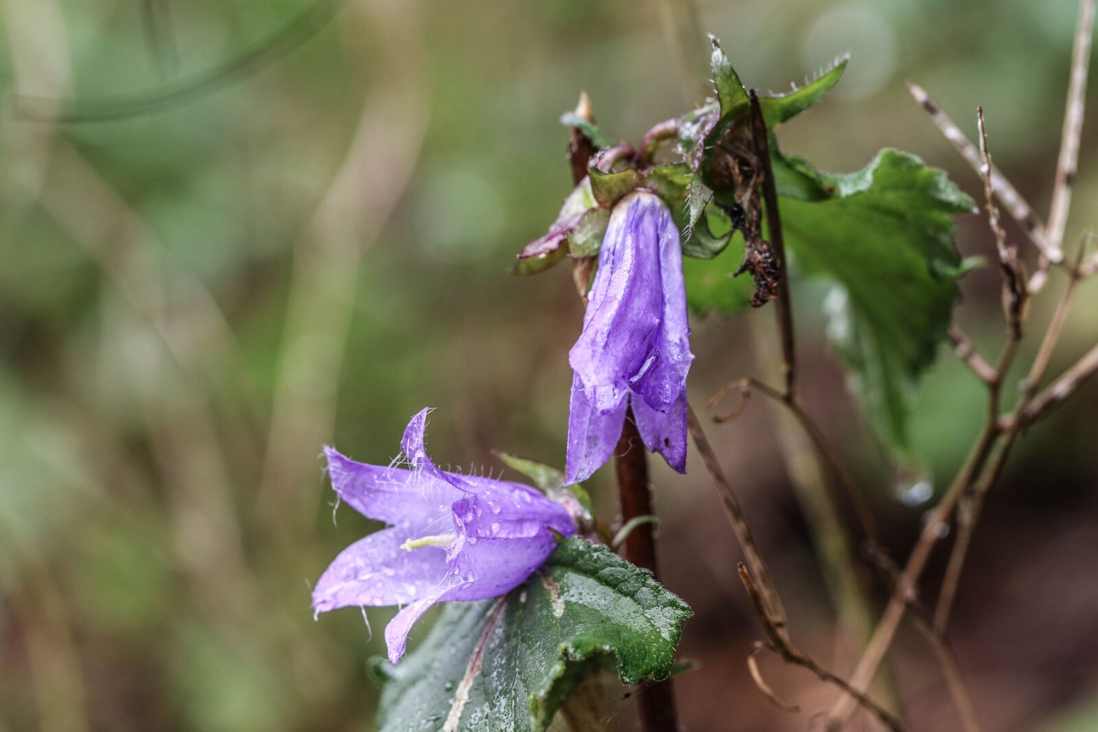 Canon EOS 7D Mark II sample photo. Bluebell, plant, rain drop photography