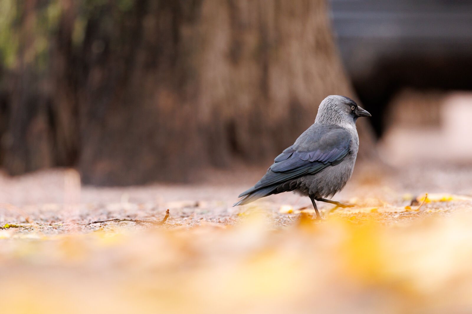 Canon EOS R1 sample photo. Bird marching photography