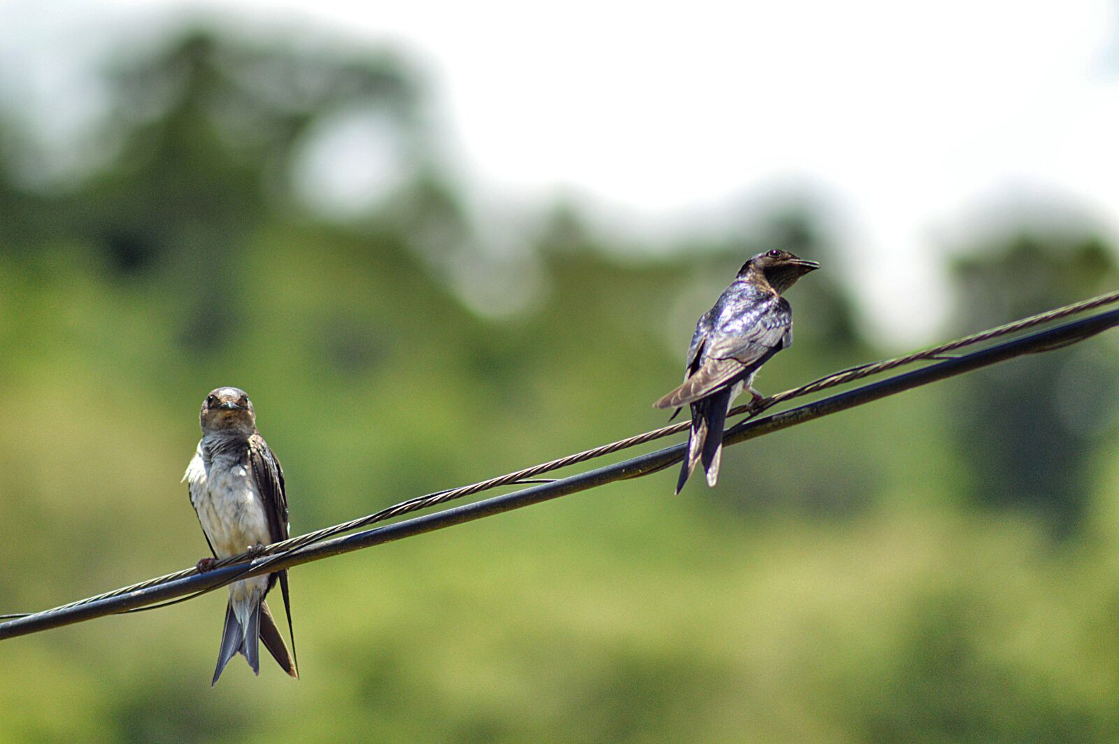 Nikon D3200 sample photo. Birds, bird, nature photography