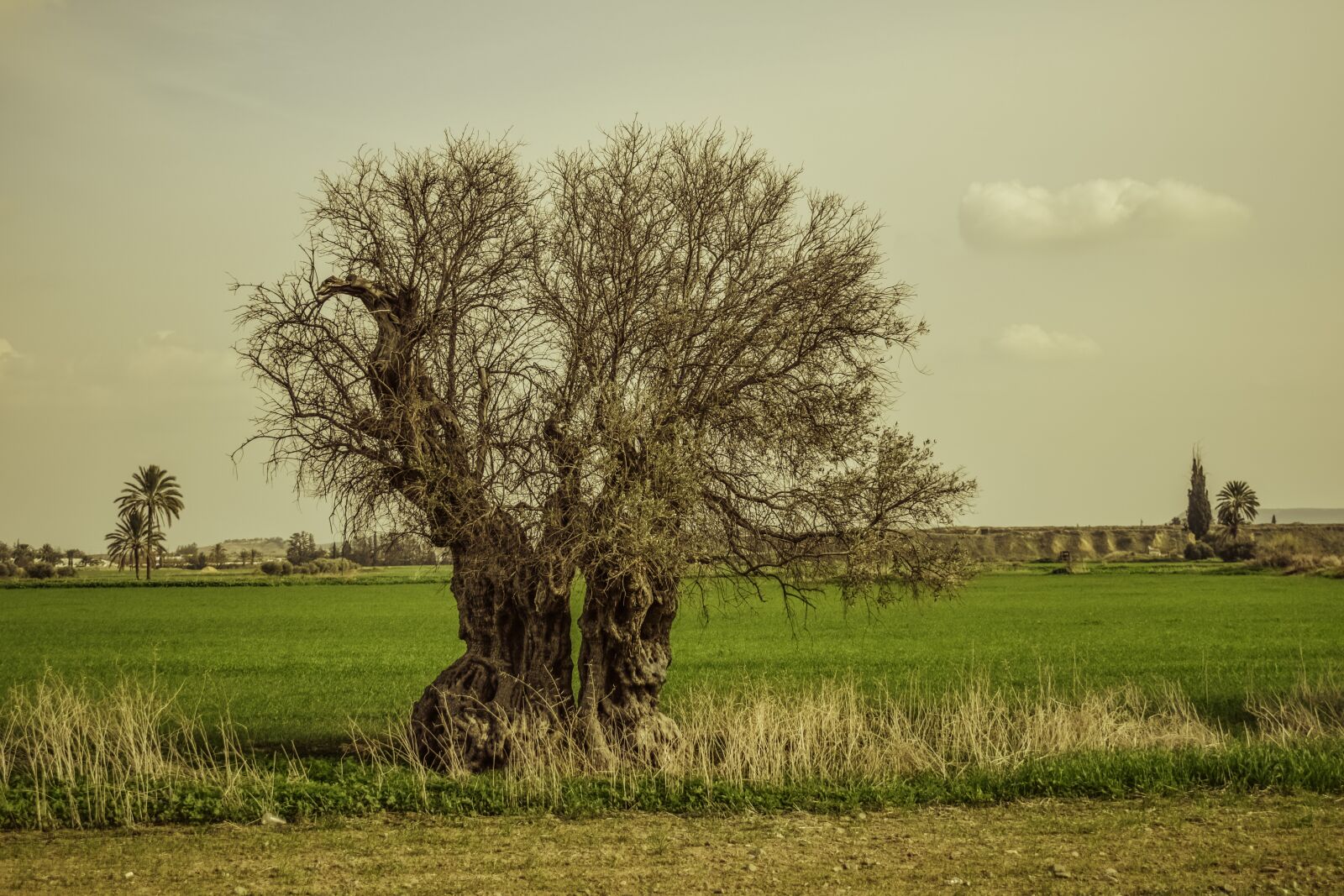 Nikon D3300 sample photo. Tree, landscape, nature photography