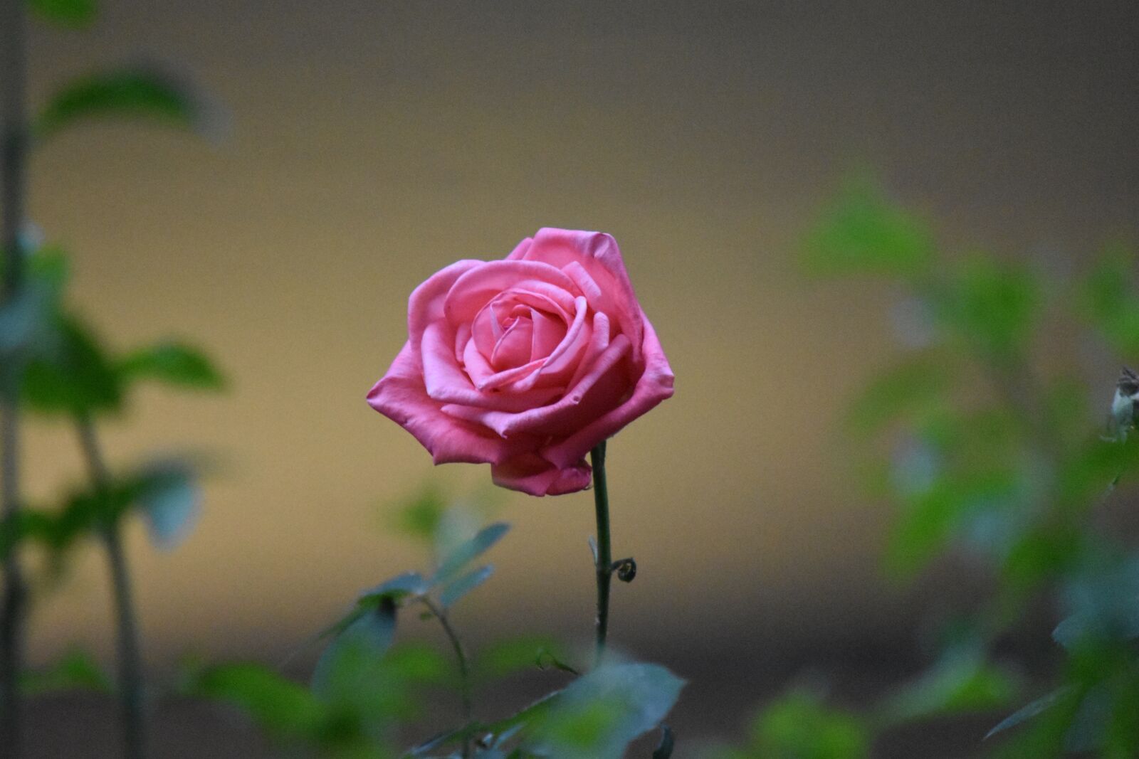 Nikon D3400 sample photo. Flower, pink, spring photography
