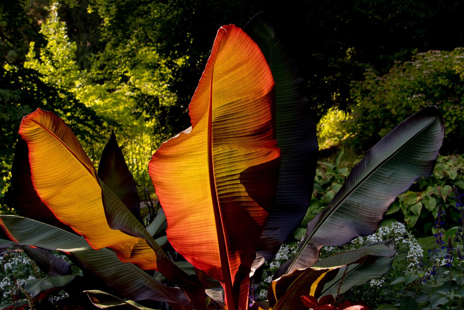 Canon EF-S 55-250mm F4-5.6 IS STM sample photo. Leaves, plant leaves, leaf photography