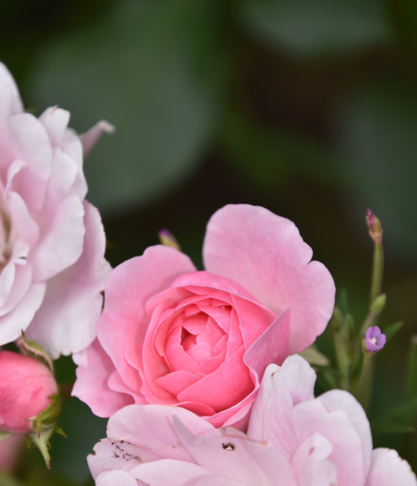 Nikon D5600 sample photo. Rosebush, pink, flower photography