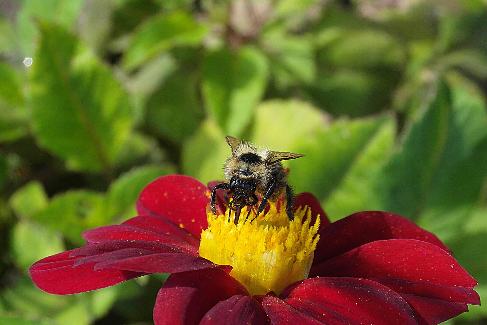 Samsung WB750 sample photo. Bumblebee, pszczołowate, pollen photography