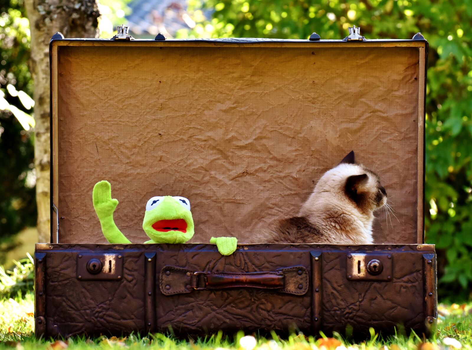 Nikon D7200 sample photo. Kermit, cat, british shorthair photography