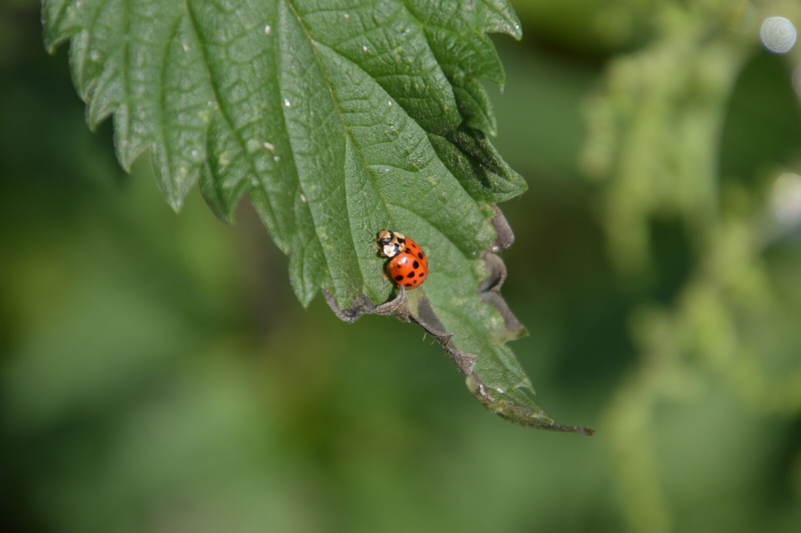 Nikon D3200 sample photo. Ladybug, coccinella septempunctata, leaf photography