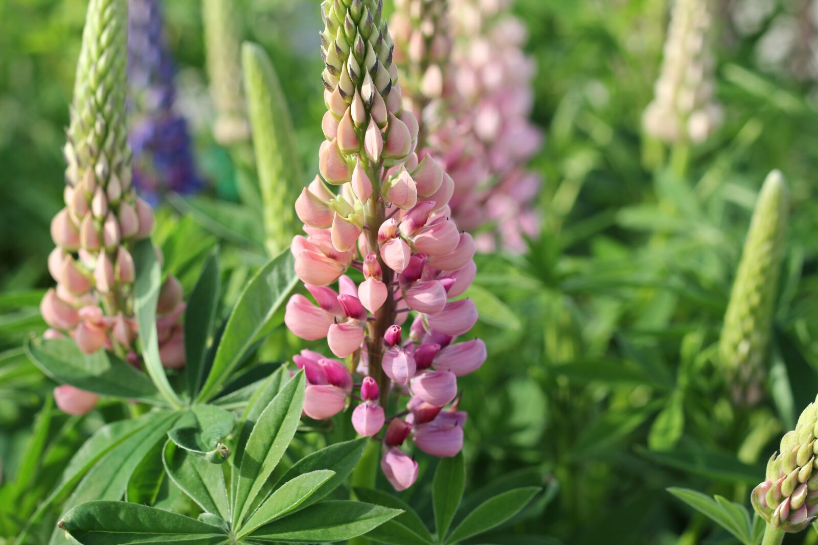 Canon EOS 550D (EOS Rebel T2i / EOS Kiss X4) sample photo. Lupinus, flower, plant photography