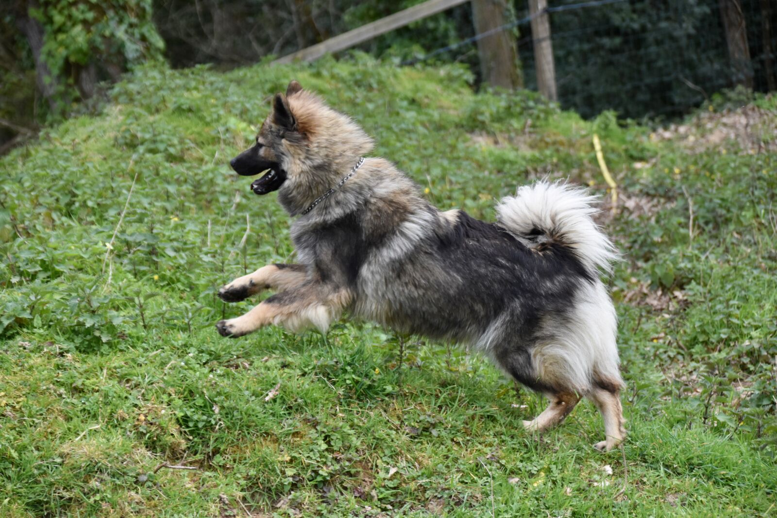Nikon D5600 sample photo. Dog, dog run, dog photography