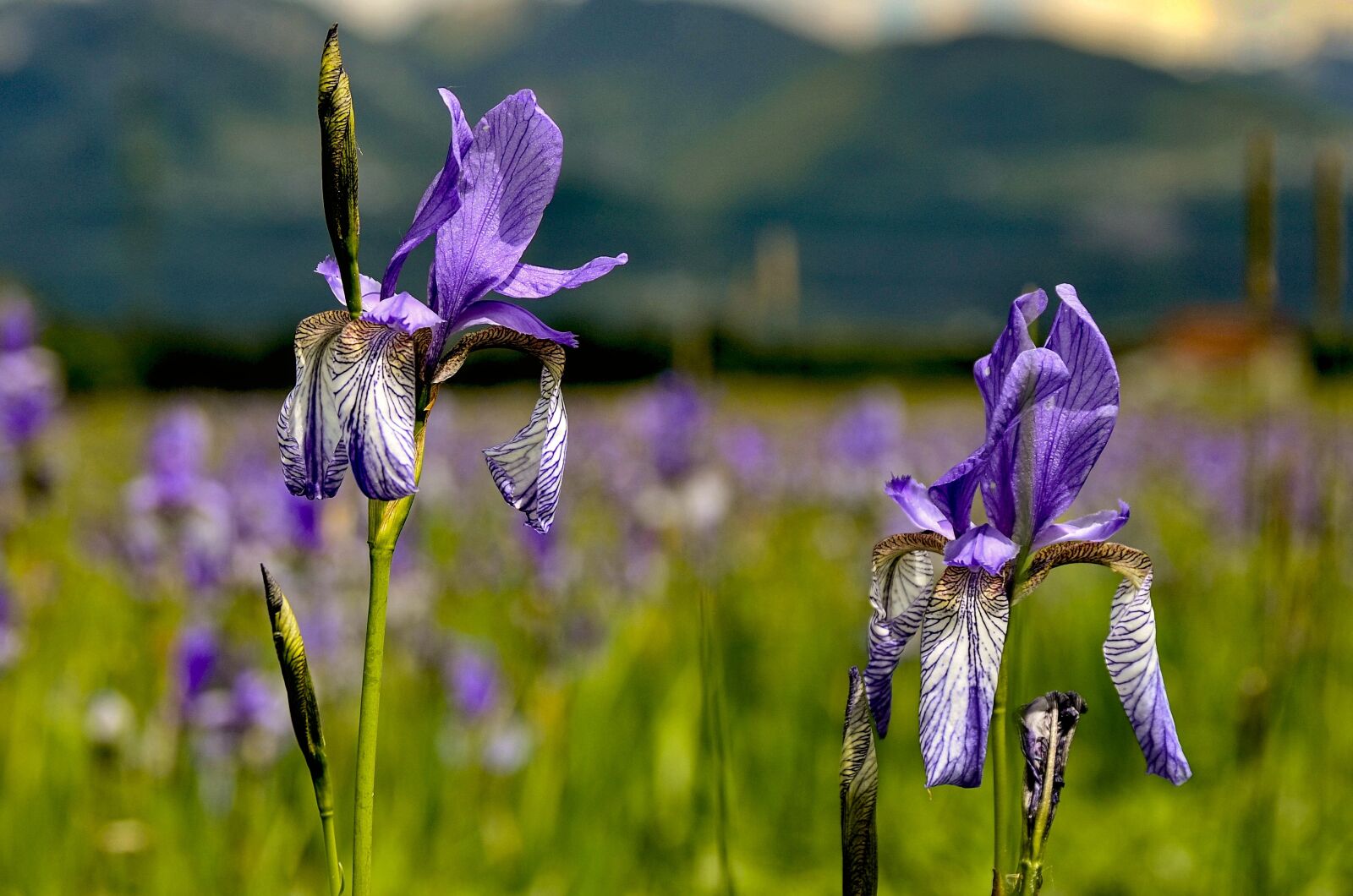 Nikon D7000 sample photo. Iris, meadow, nature photography