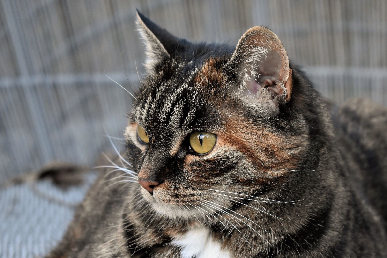 Nikon D5500 sample photo. Cat, animal, mackerel photography