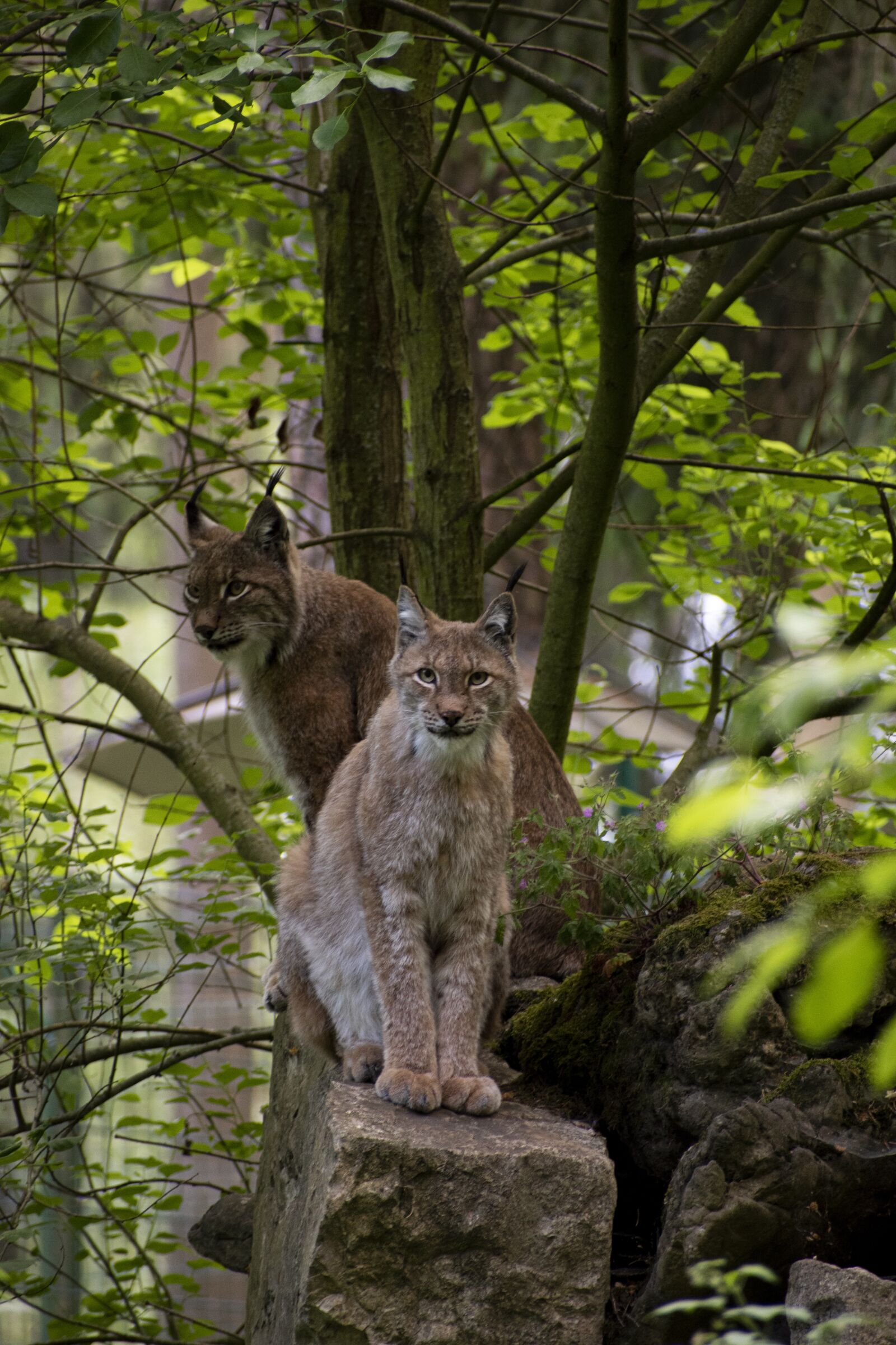 Nikon D5600 sample photo. Lynx, stone, sit photography