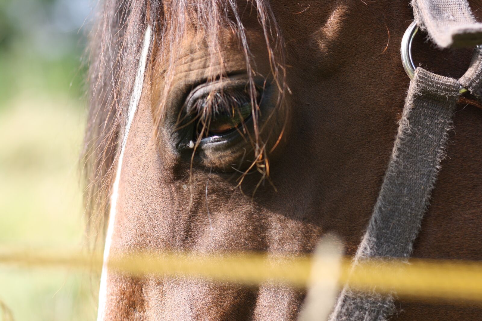 Canon EOS 1000D (EOS Digital Rebel XS / EOS Kiss F) sample photo. Horse, eyes, domestic photography