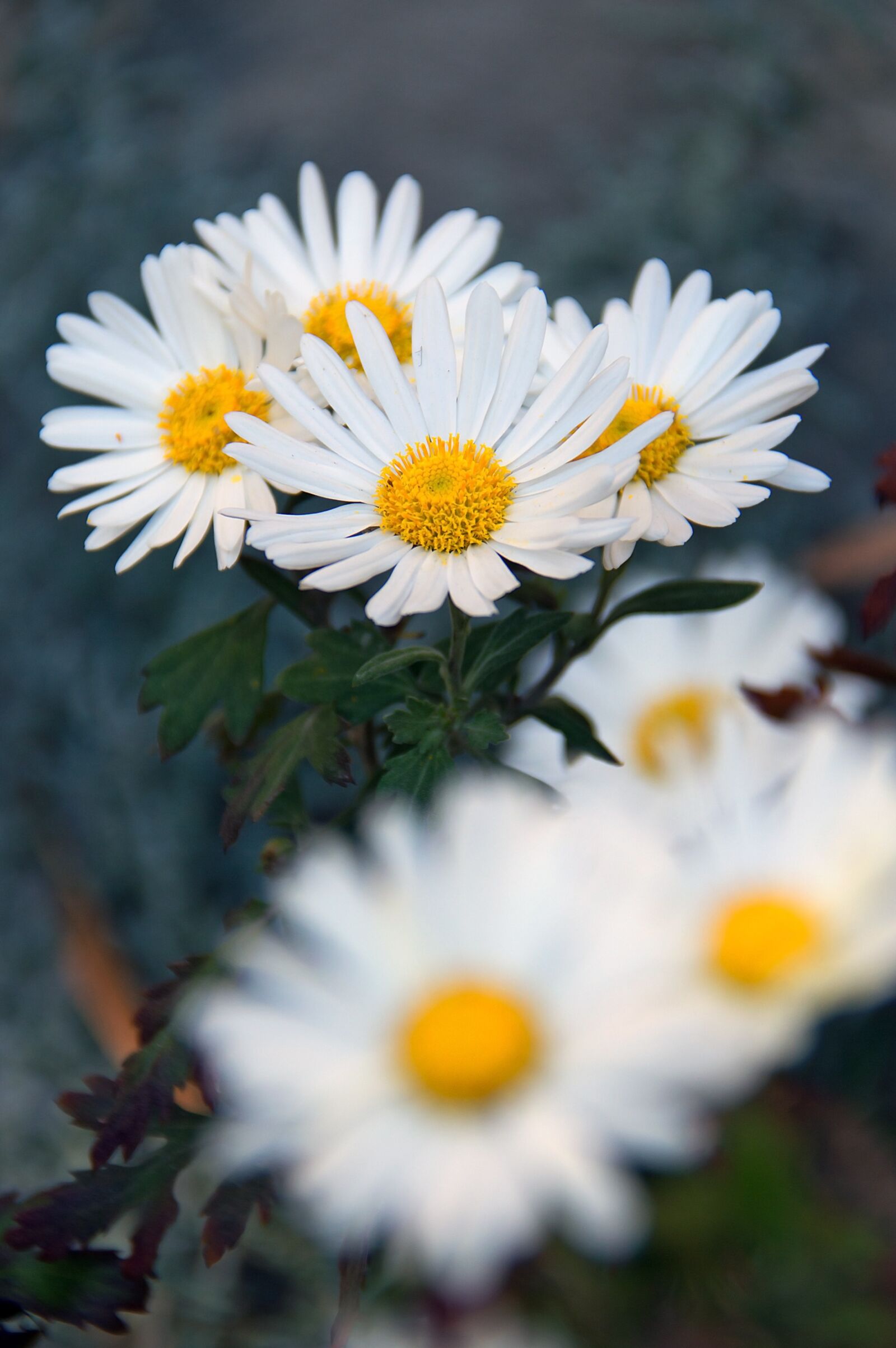 Nikon D3200 sample photo. Flower, white, white flower photography