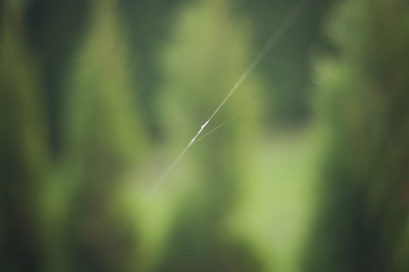KONICA MINOLTA DYNAX 7D sample photo. Cobweb, green, nature, spiders photography