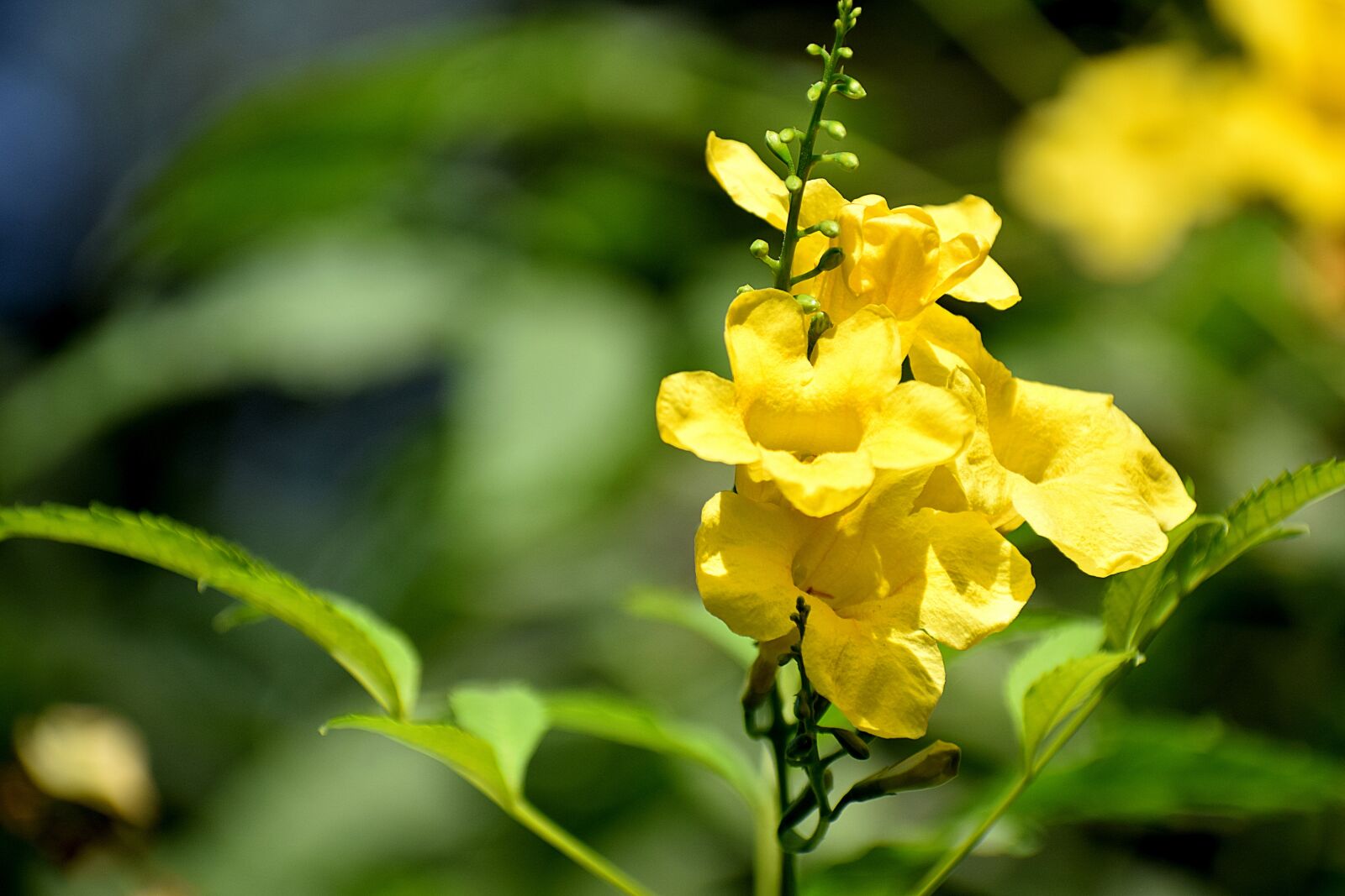 Nikon D3300 sample photo. Flower, leaves, branch photography