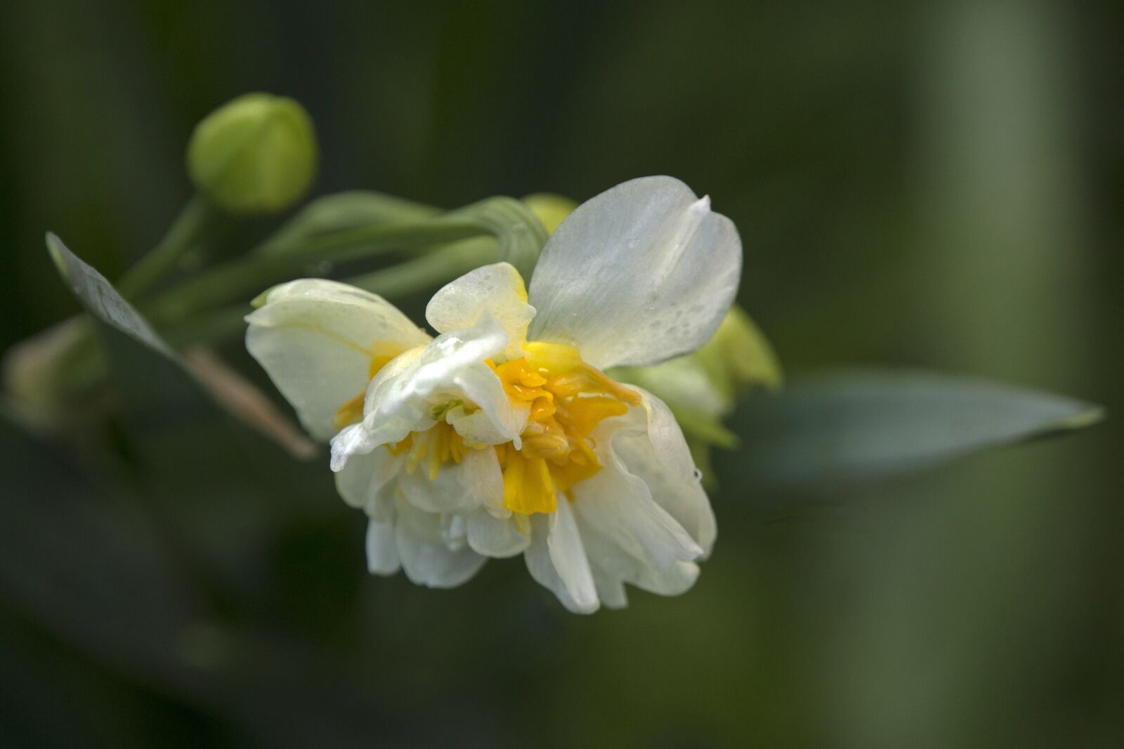Sony Alpha NEX-7 sample photo. Plants, garden, wildflowers photography